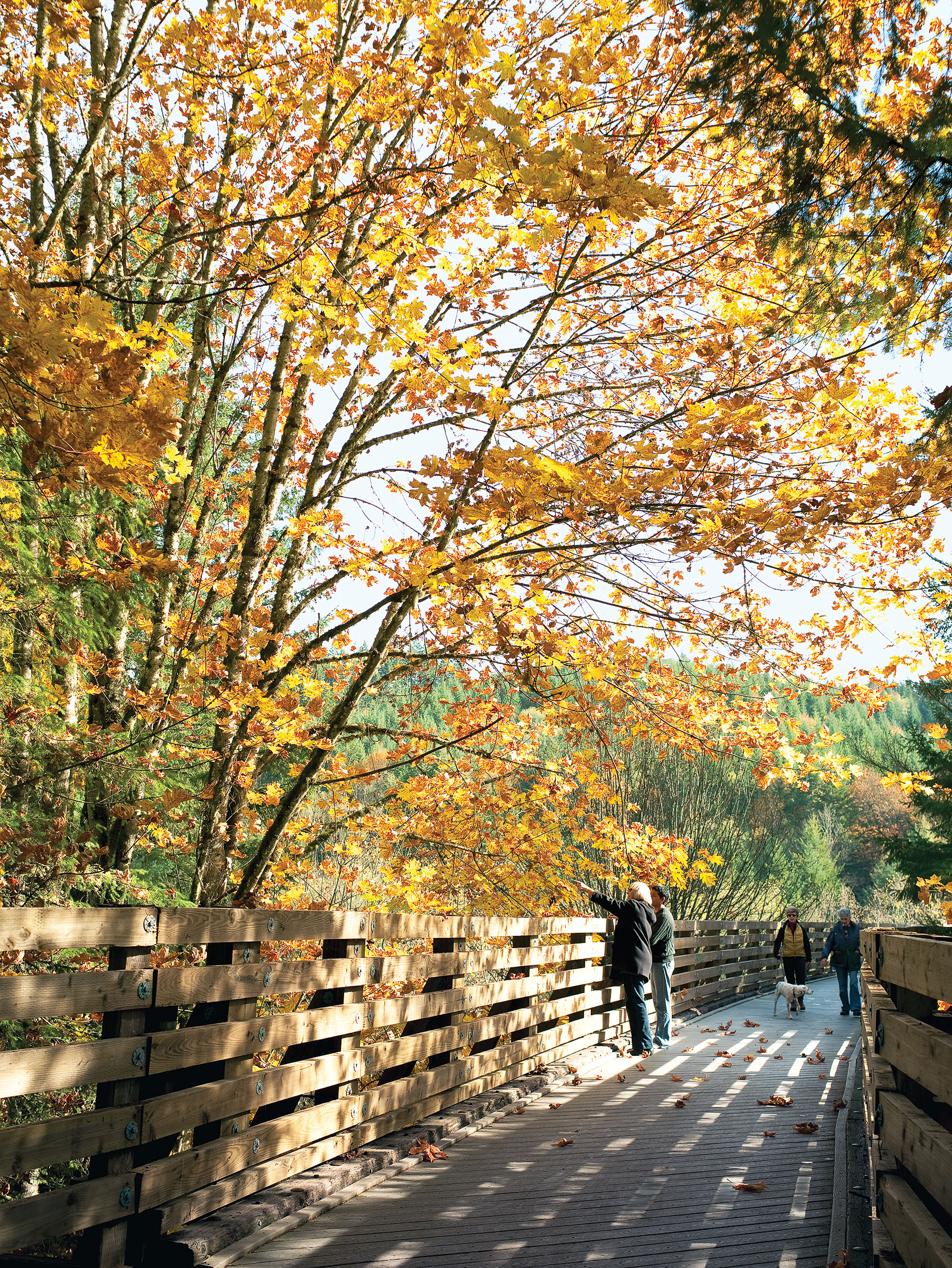 Foliage along the Banks-Vernonia State Trail in Oregon