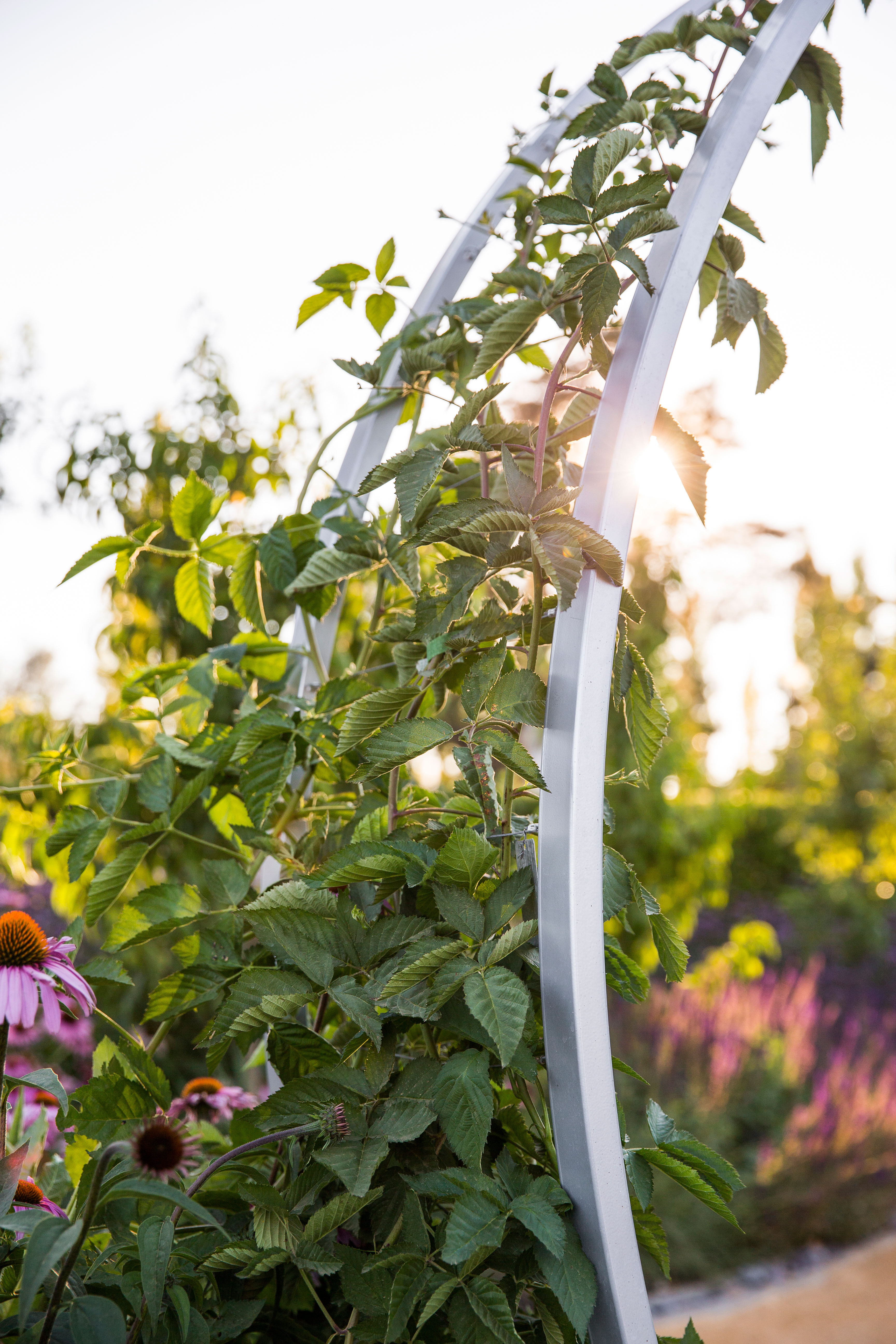 vertical-berry-patch