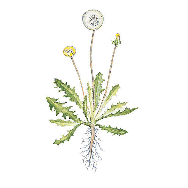 Combatting Weeds without Chemicals