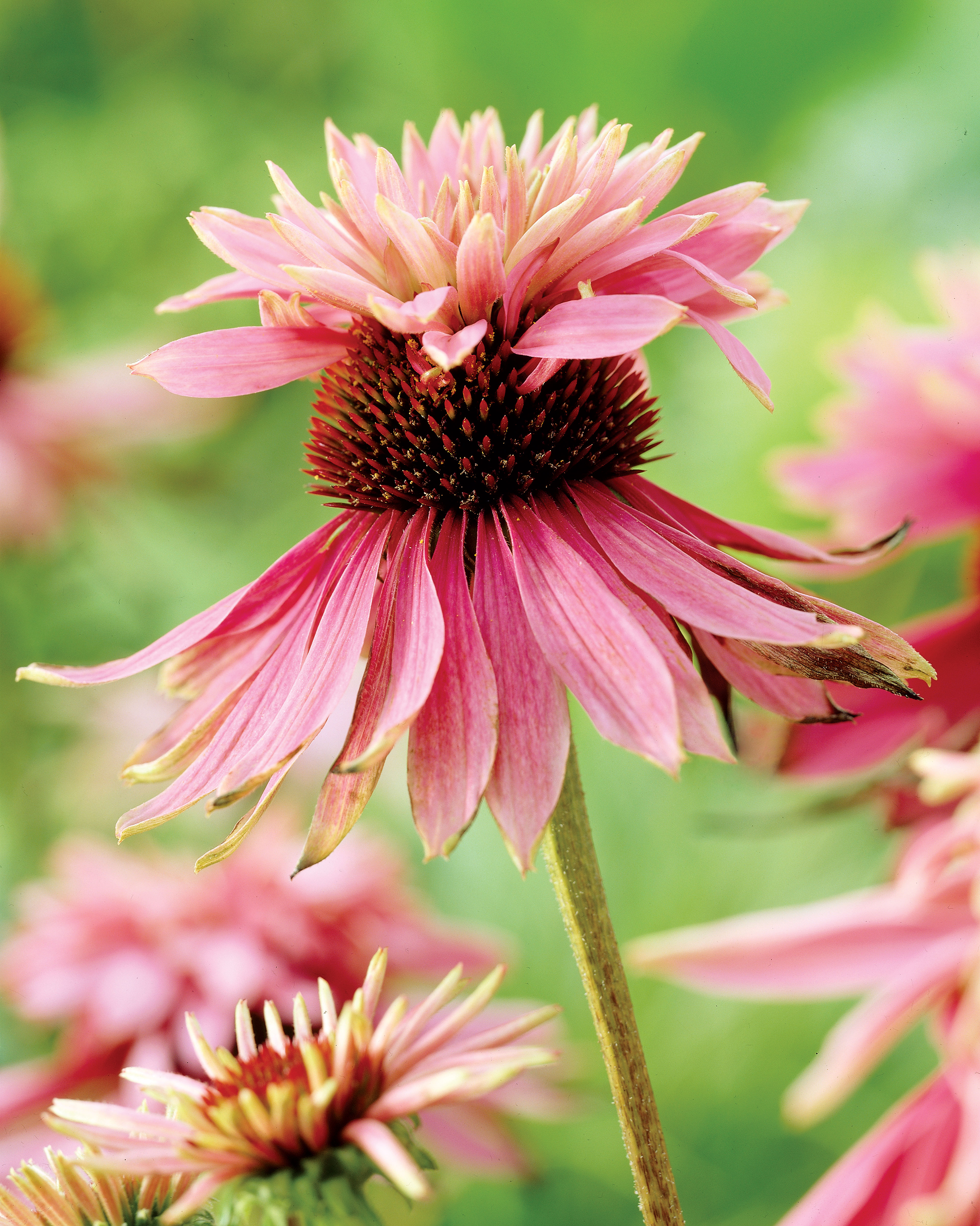 echinacea-purpurea-doubledecker