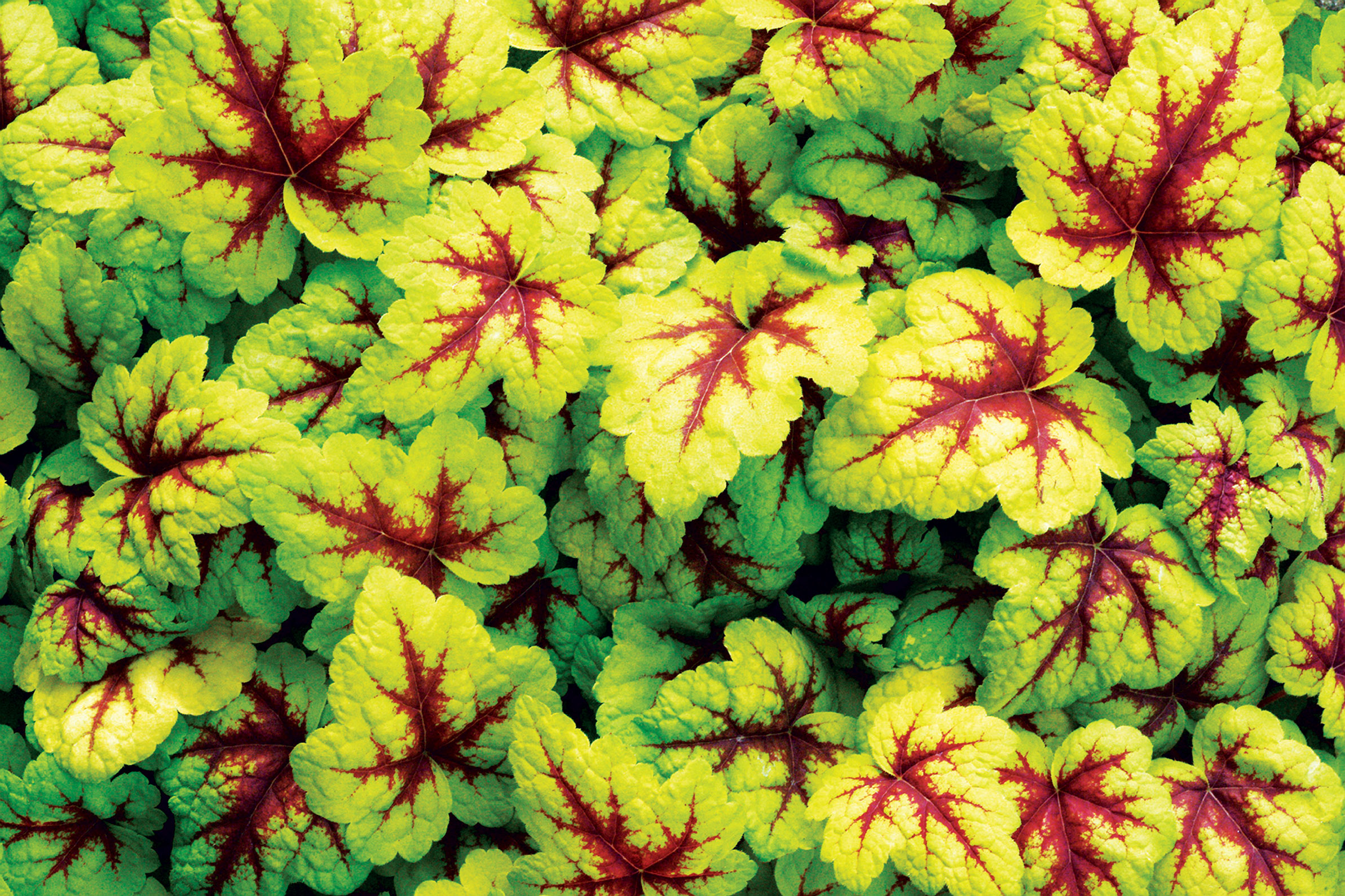 x-heucherella-stoplight