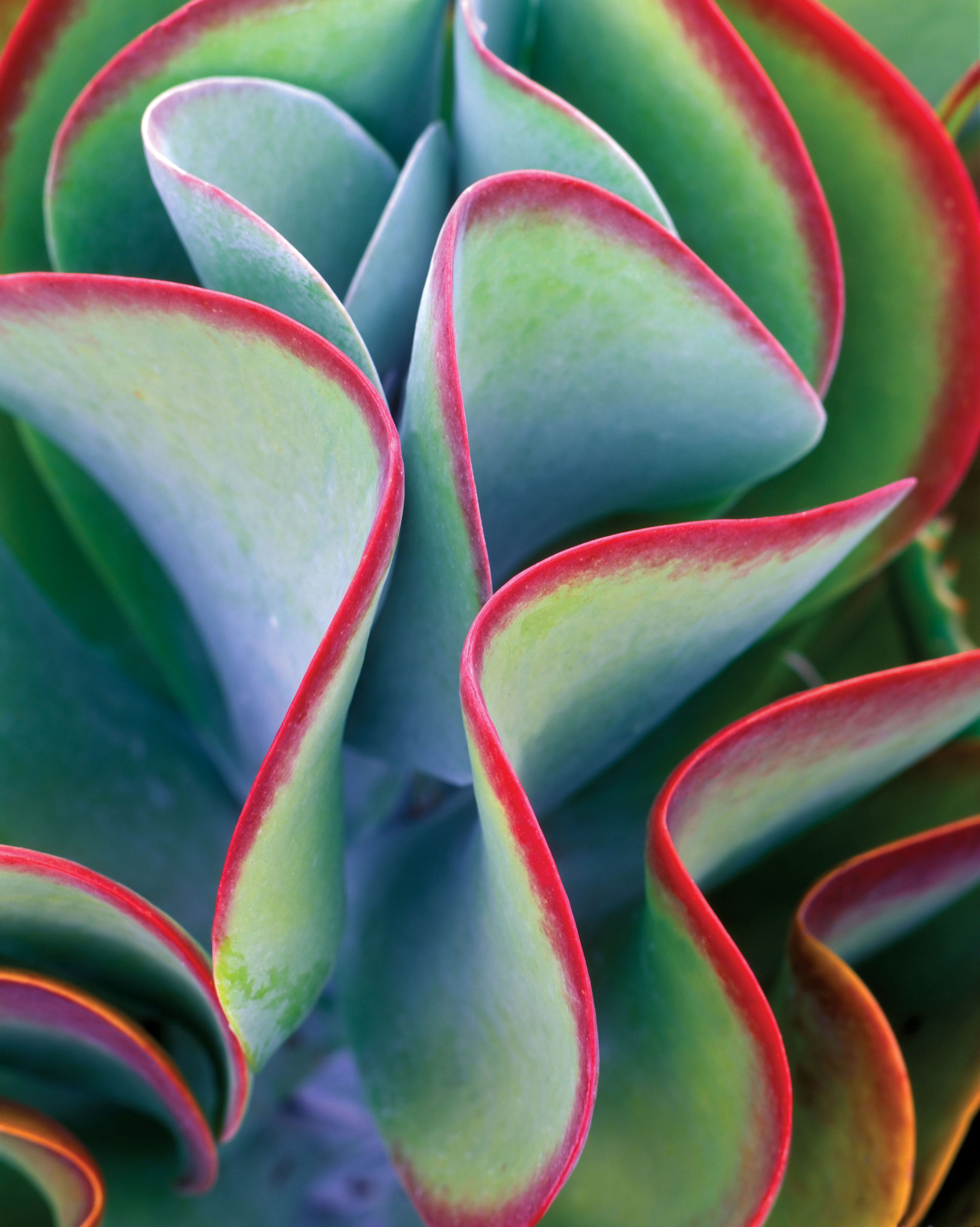 kalanchoe-thyrsiflora