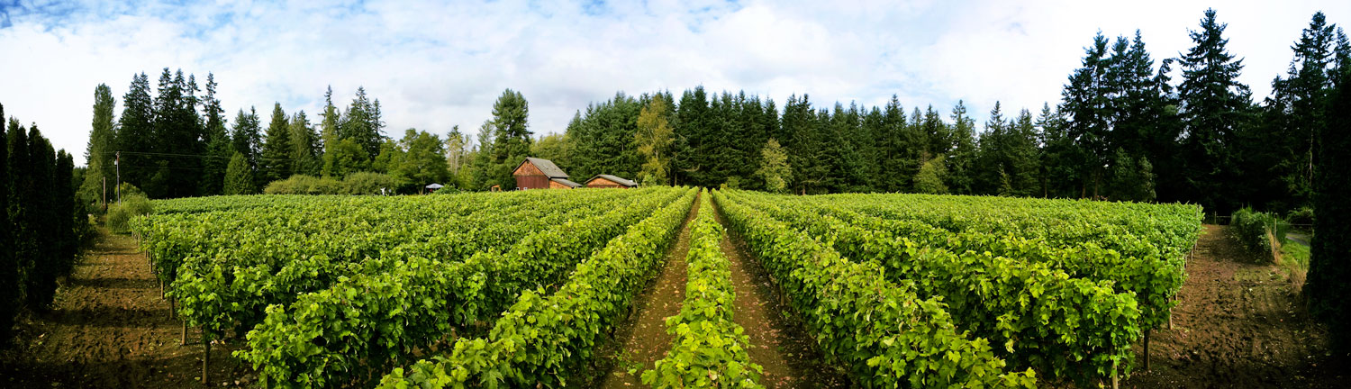 5 Wine Regions to Suit Global Tastes