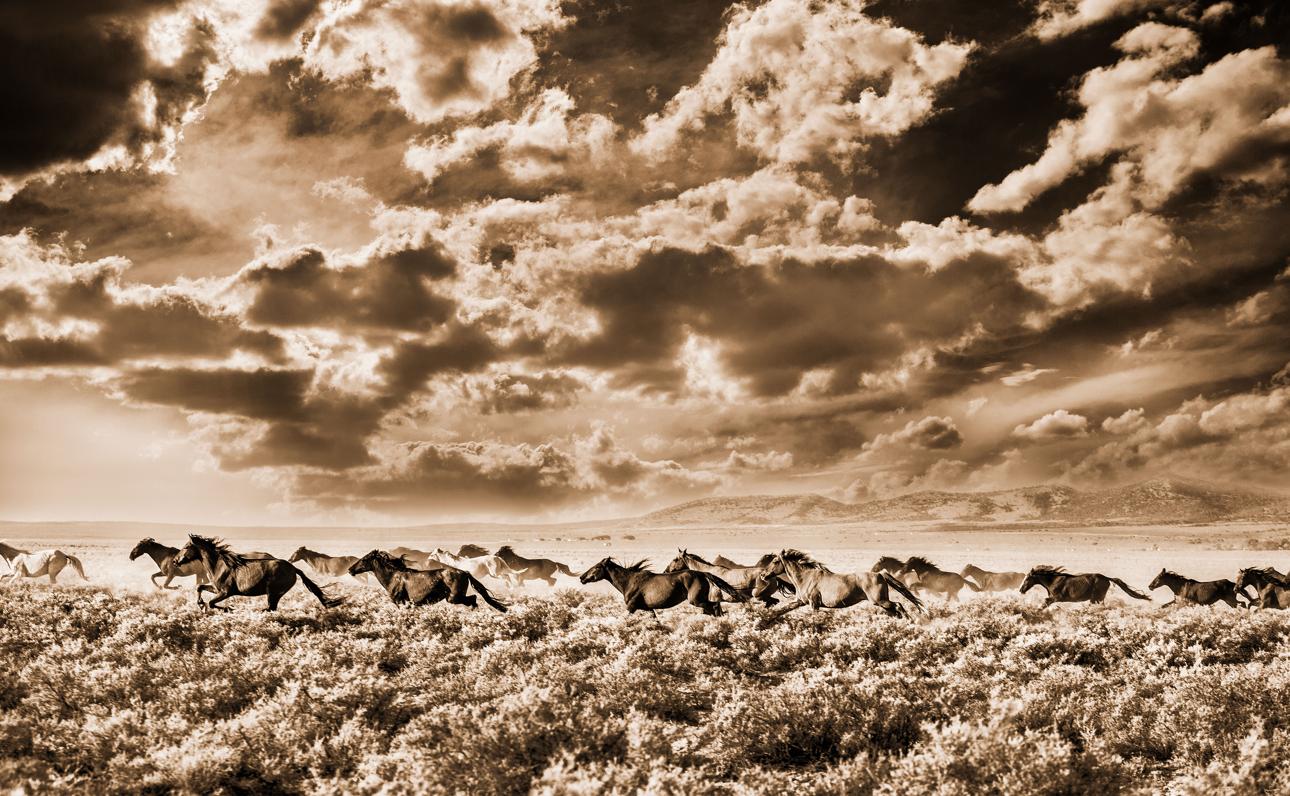 The Fight over America’s Wild Horses