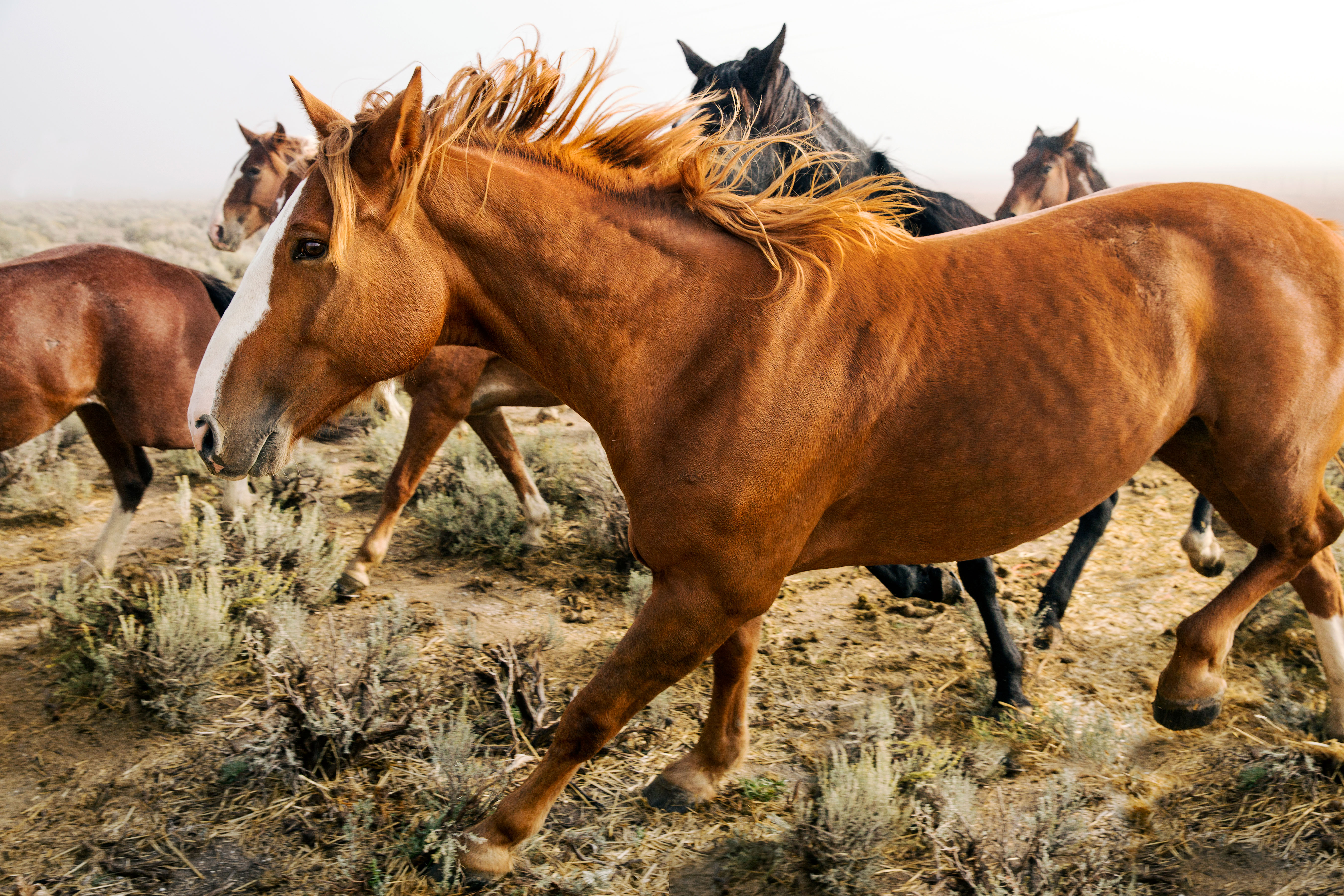 Fate of Wild Horses in Limbo as Overgrazing, Drought Decimate the West