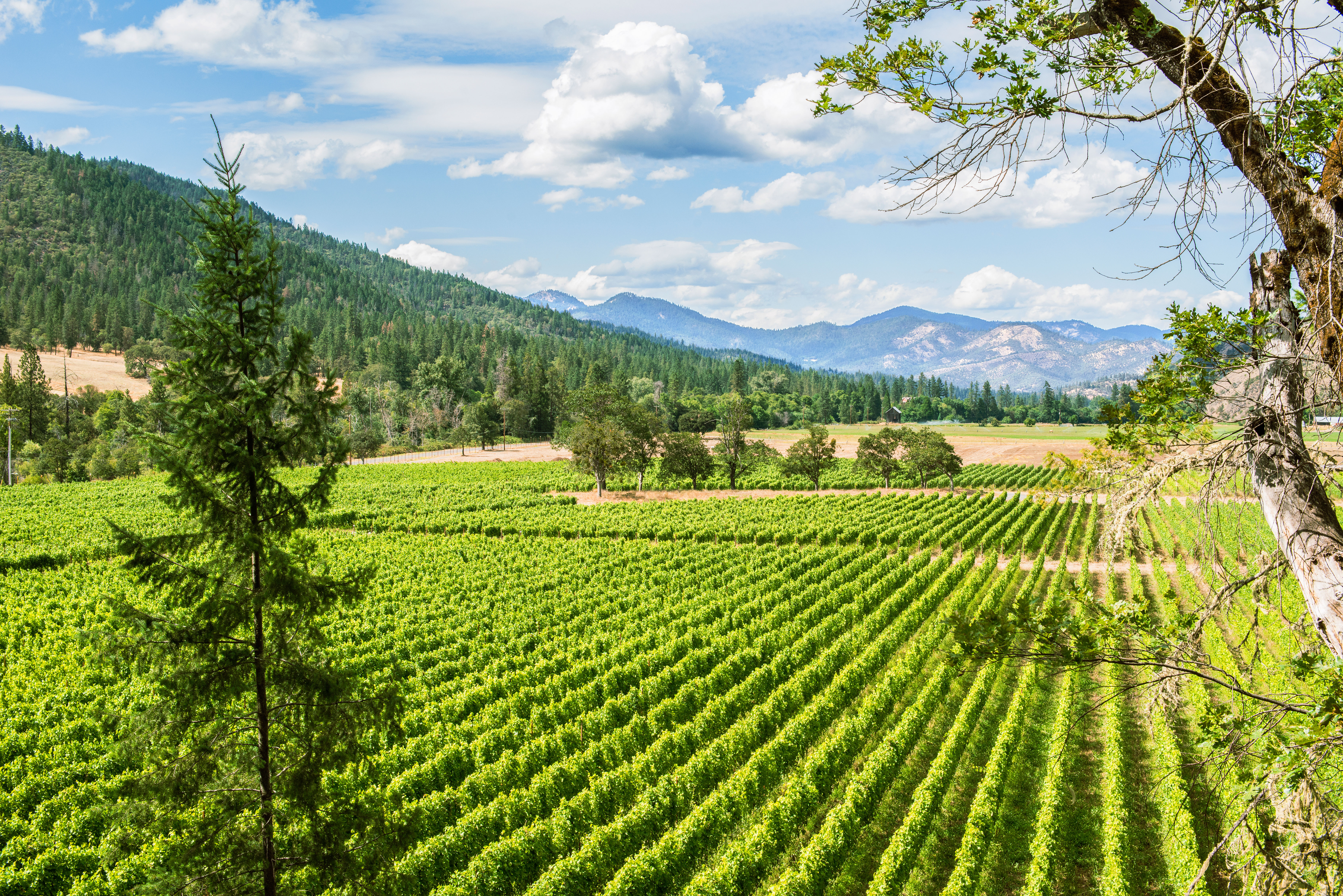 Local’s Guide to Southern Oregon Wine Country