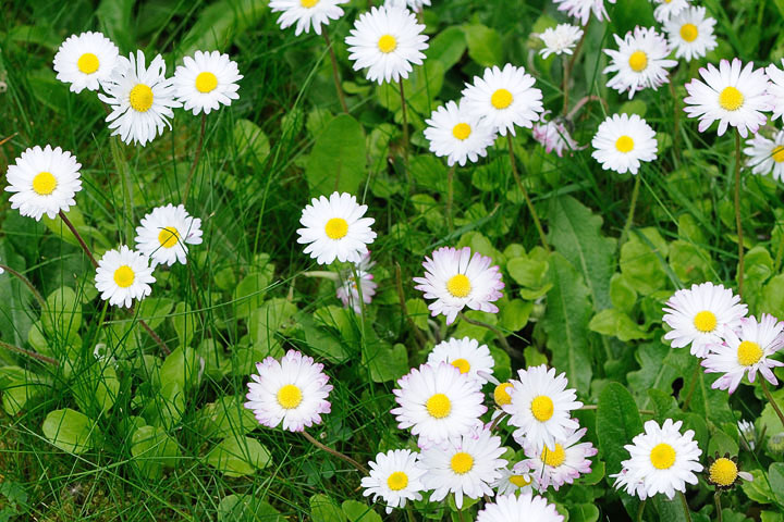 english-daisy