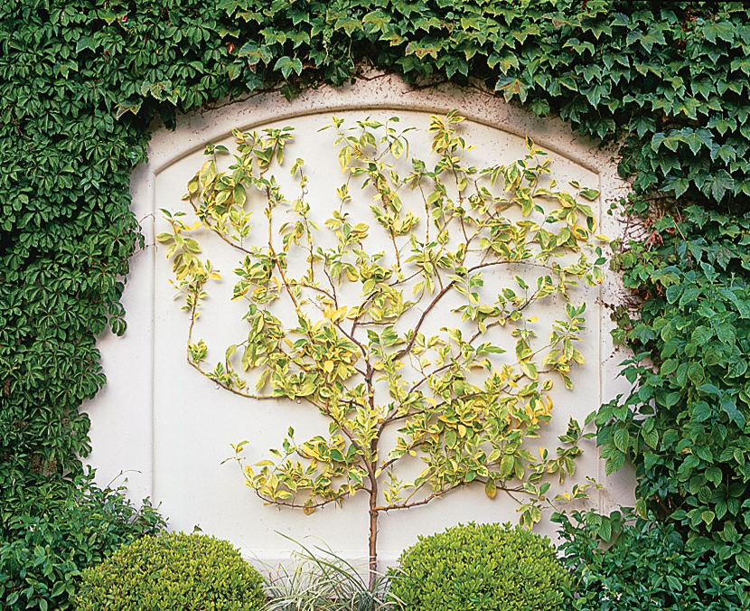 a-less-formal-espalier