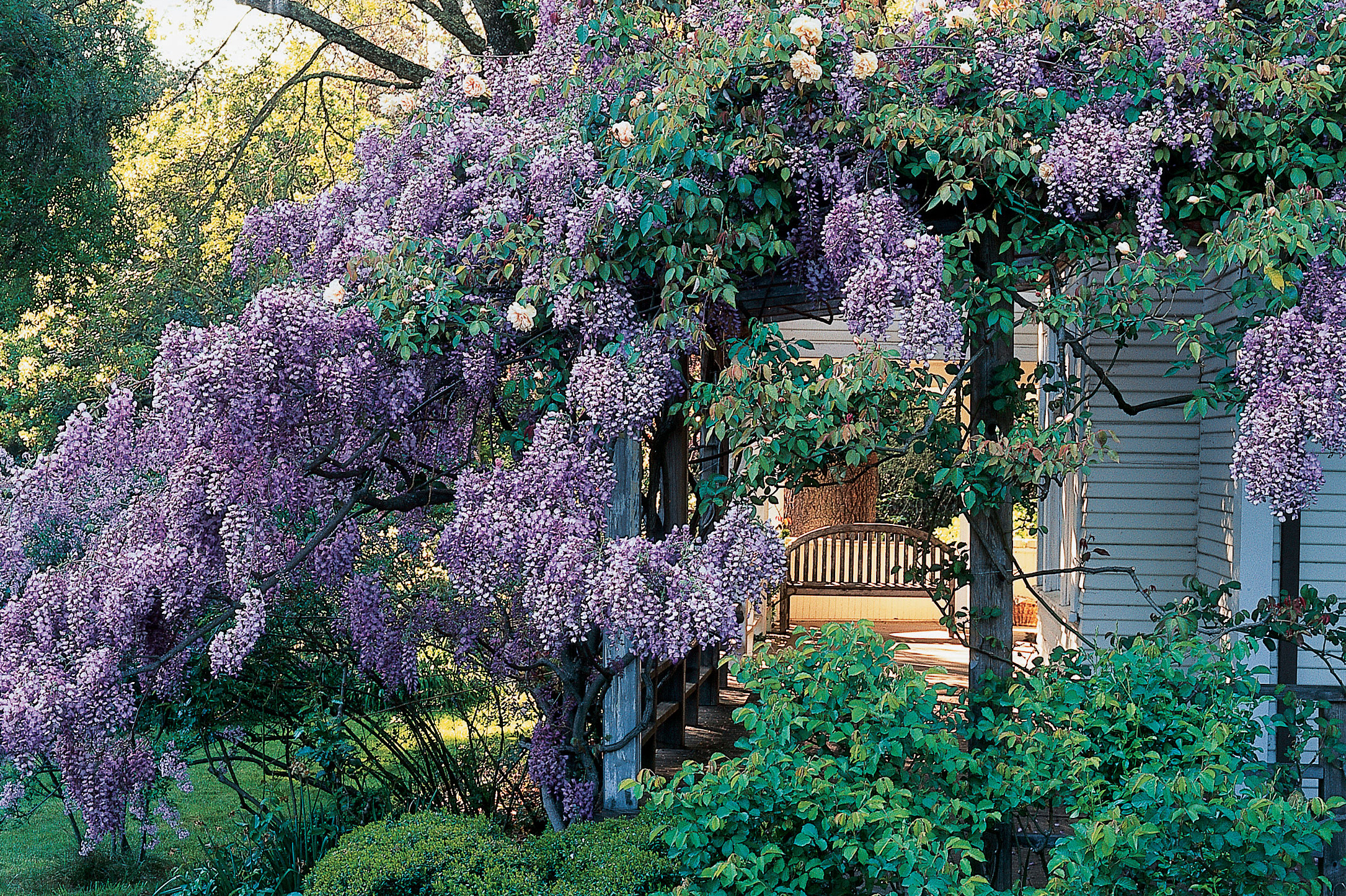 Choosing a Wisteria