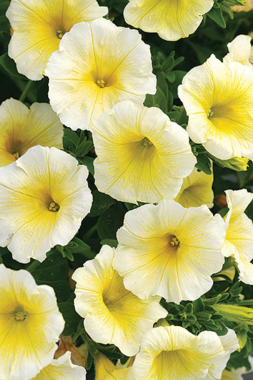 sun-spun-yellow-petunia