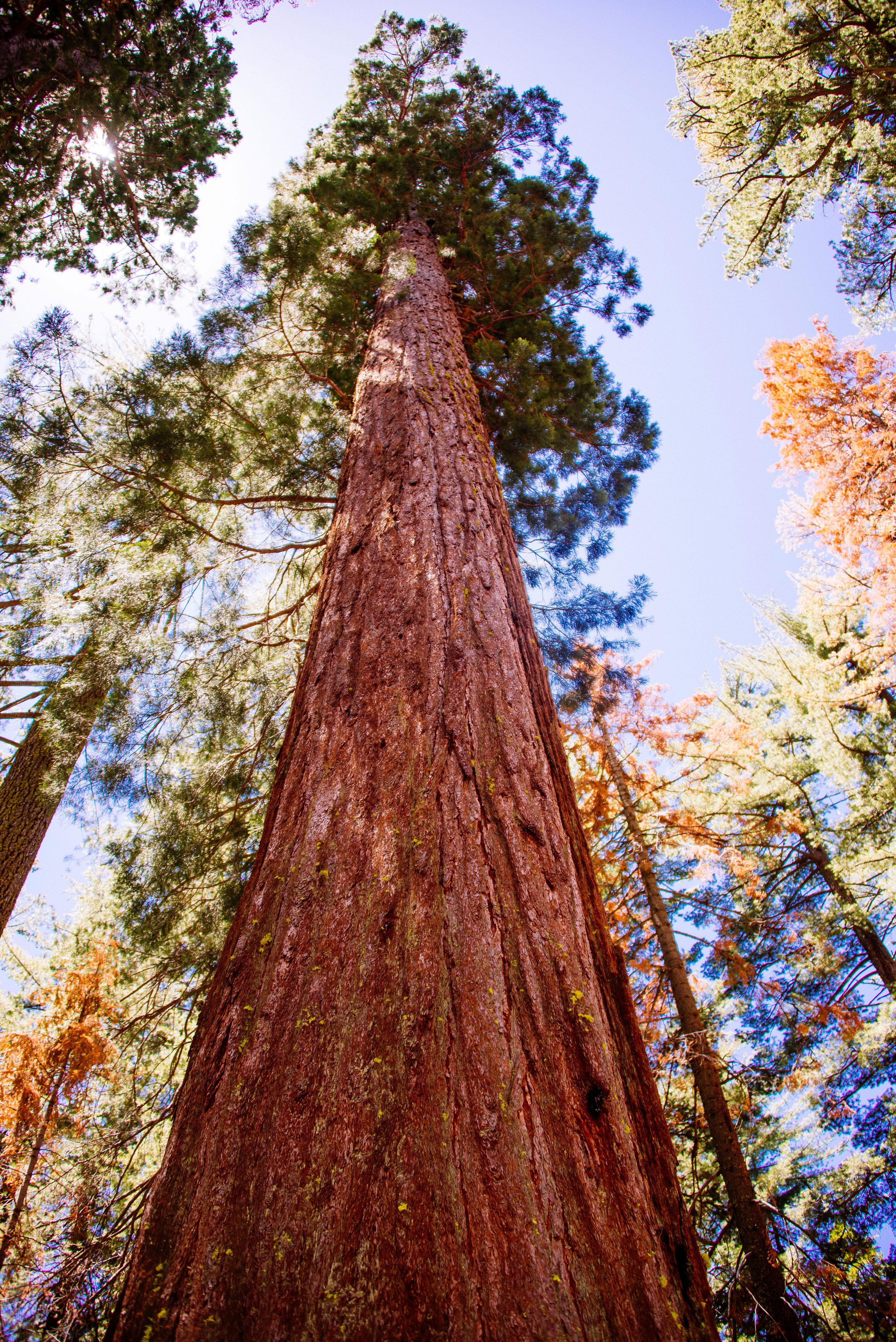 Yosemite’s Giant Sequoias Are Back in Business