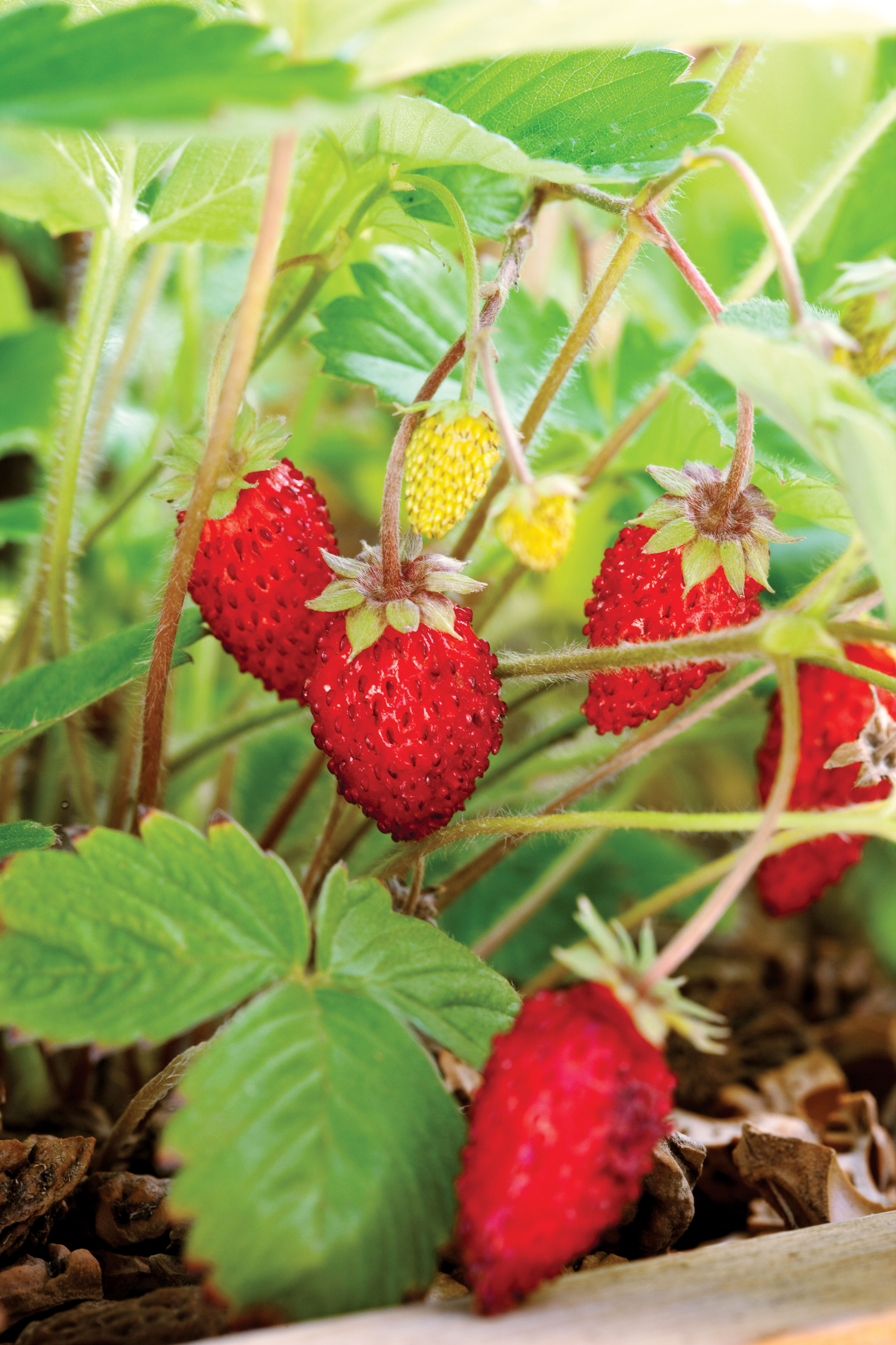 woodland-strawberry-fragaria-vesca-californica
