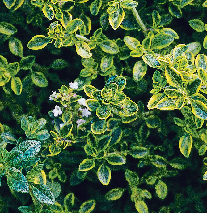 thyme