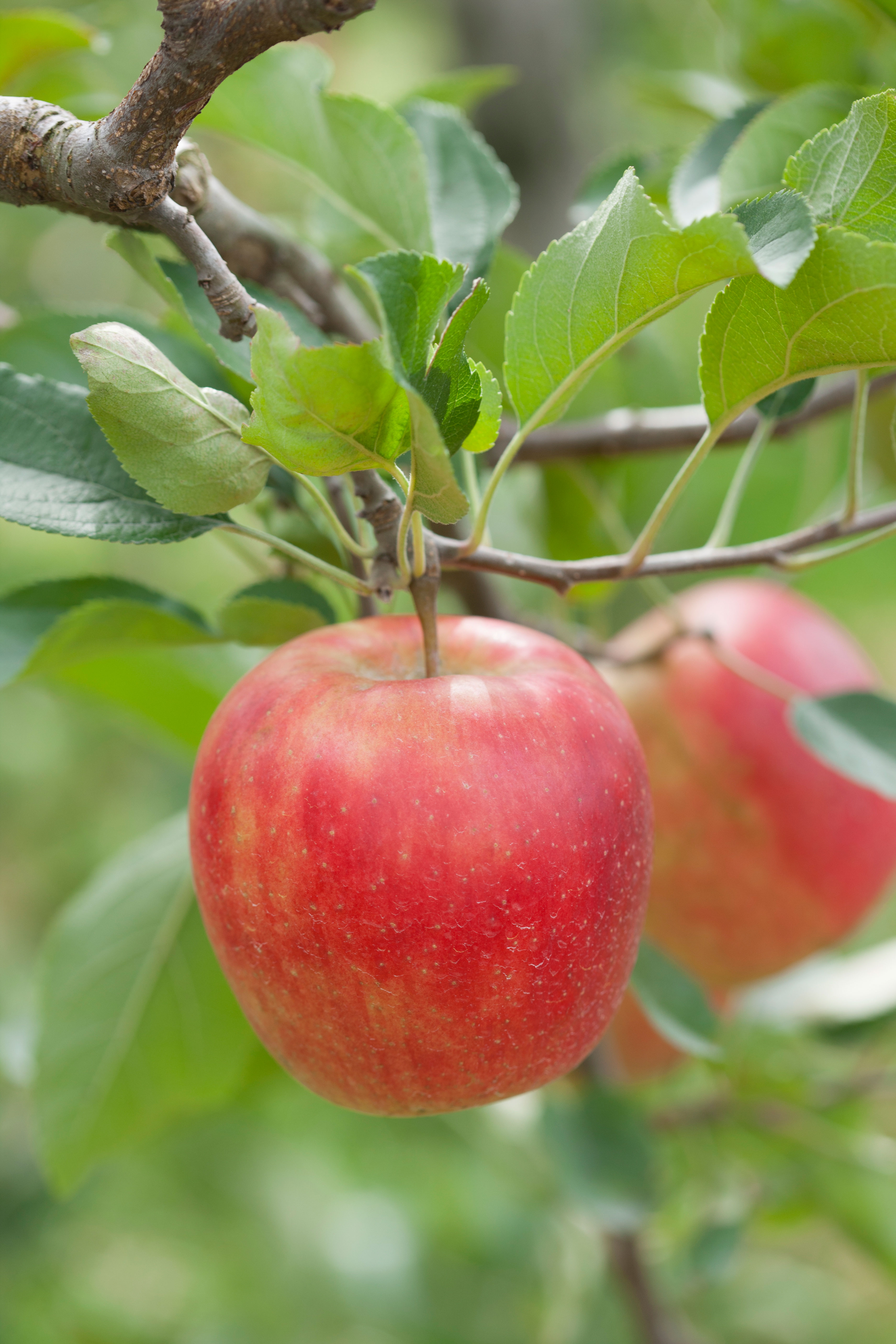 Planting and Caring for Fruit Trees