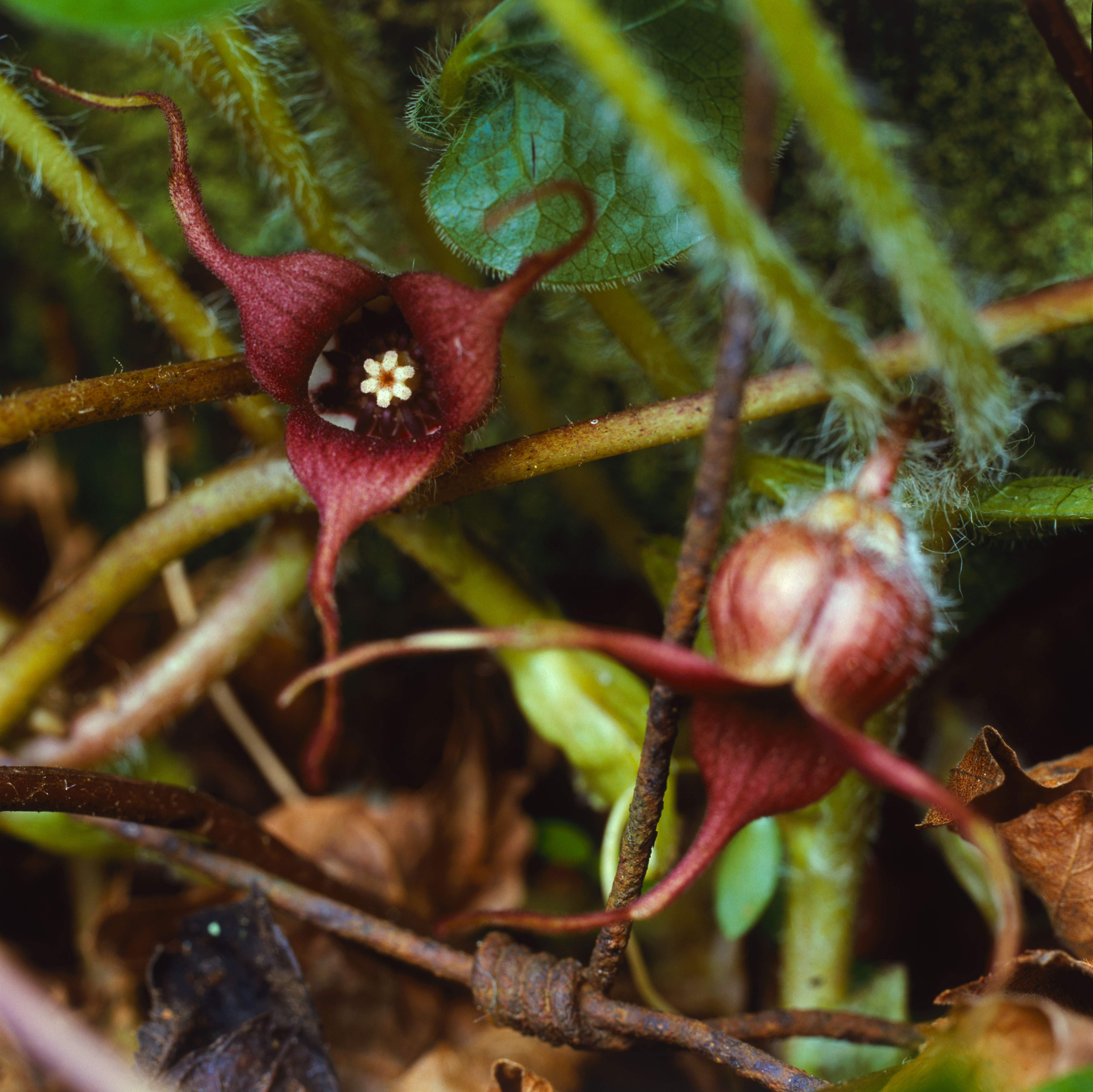 wild-ginger-asarum-caudatum