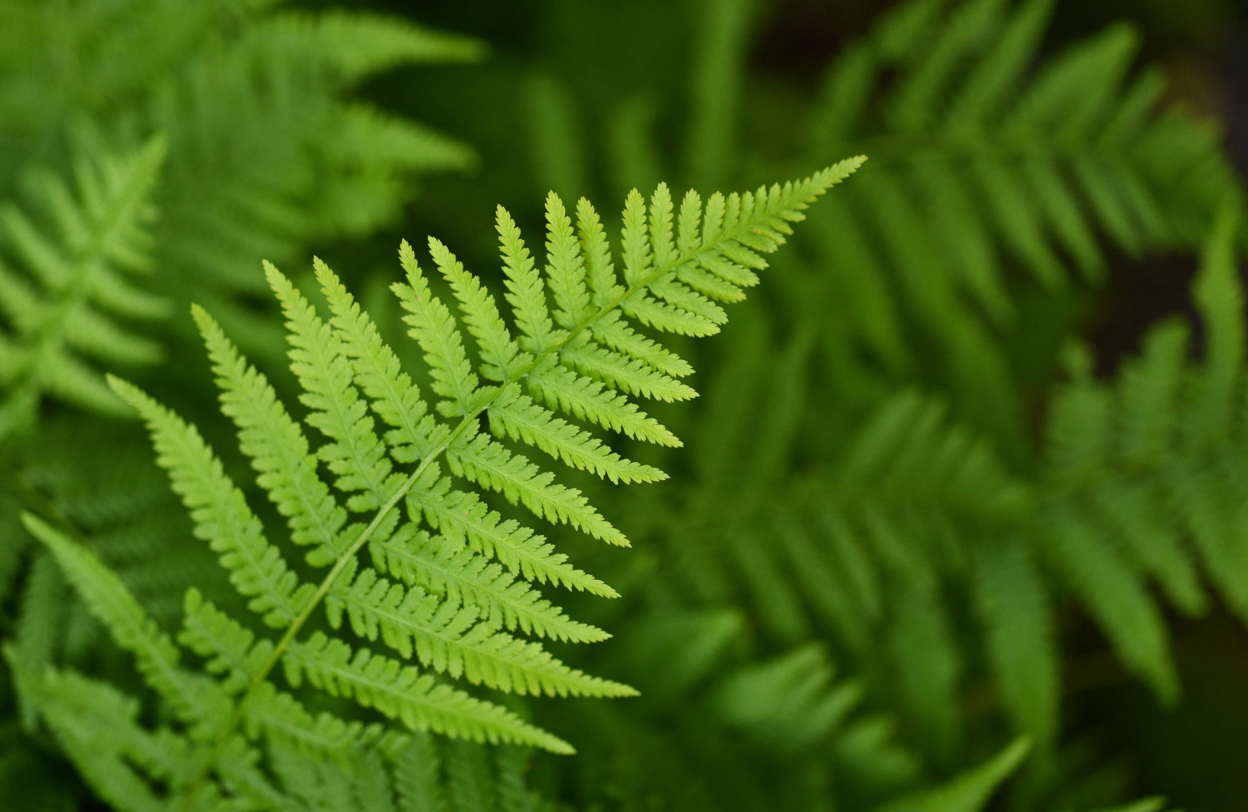 lady-fern-athyrium-filix-femina