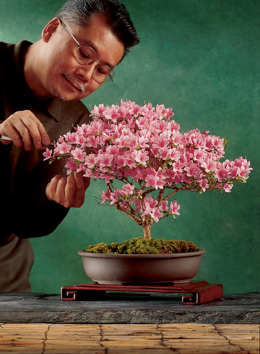 An Easy Azalea Bonsai