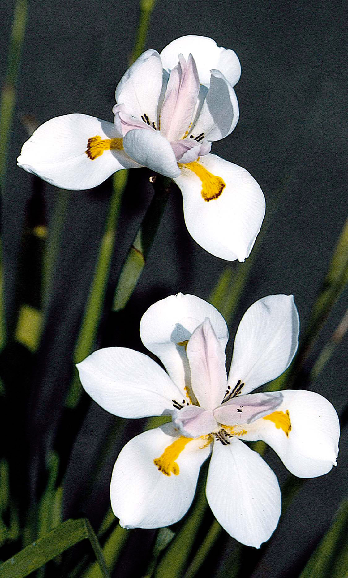 african-iris-dietes-iridioides