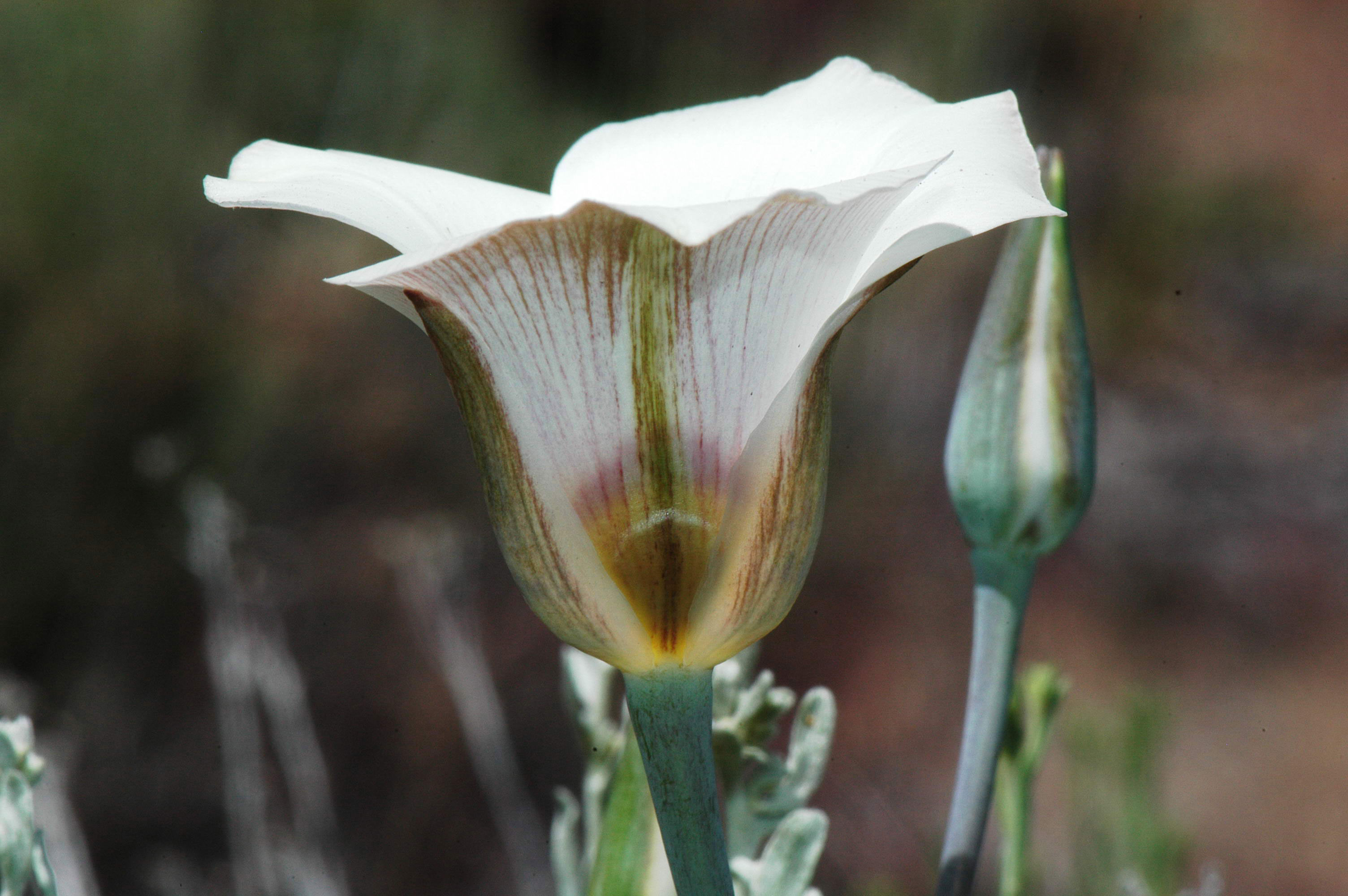 bruneau-mariposa-lily-calochortus-bruneaunis