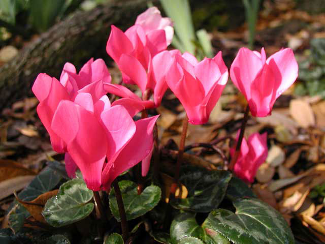 cyclamen-cyclamen-persicum