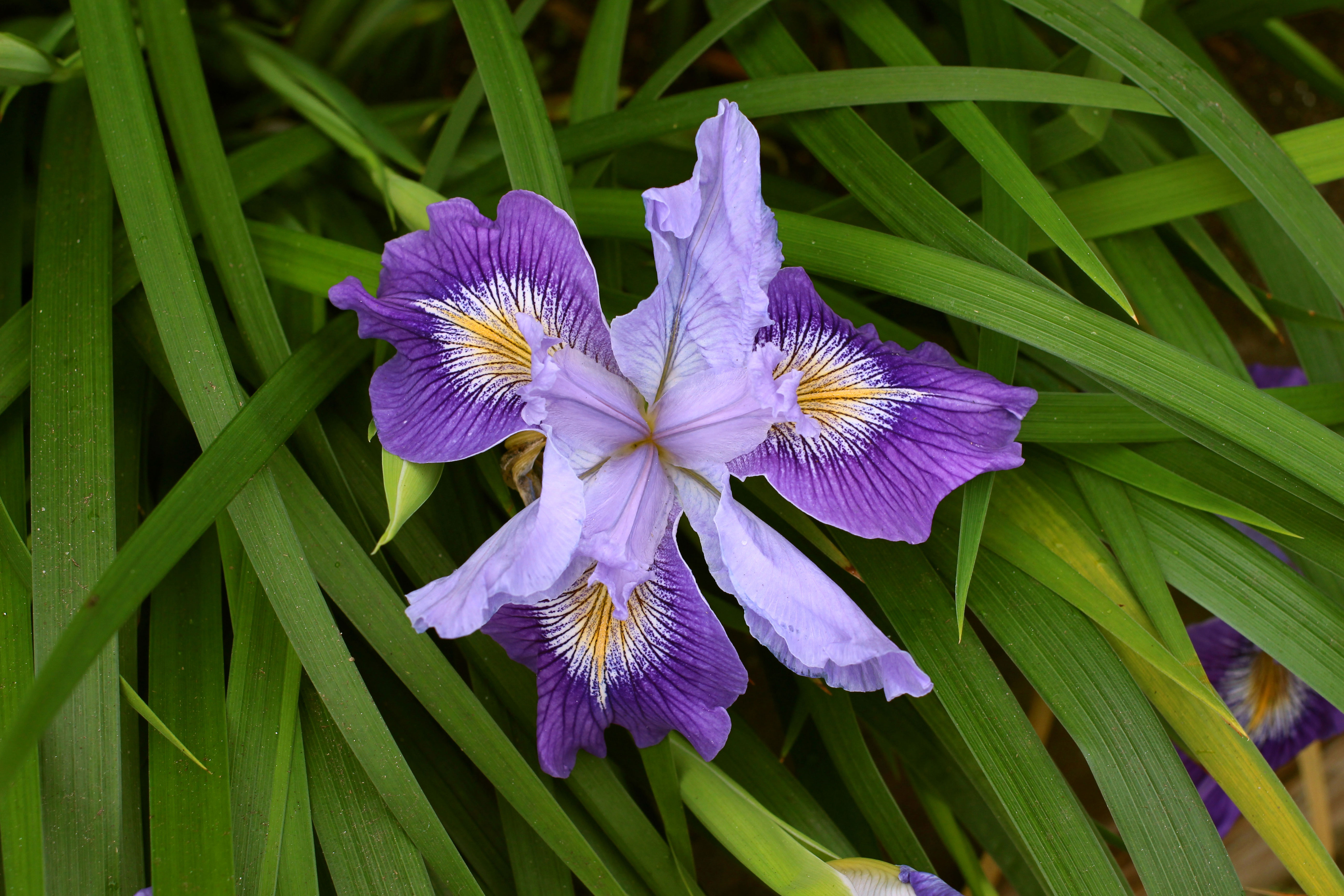 royal-peacock-iris-douglasiana-royal-peacock