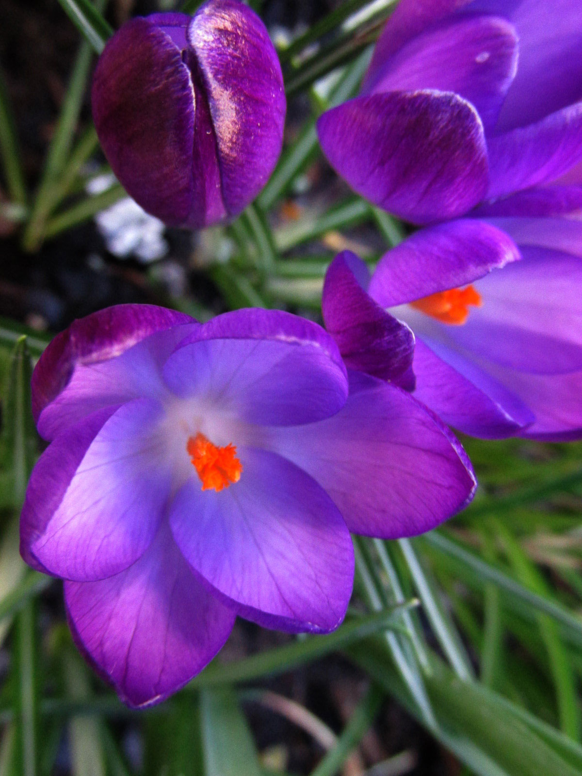 saffron-crocus-crocus-sativus