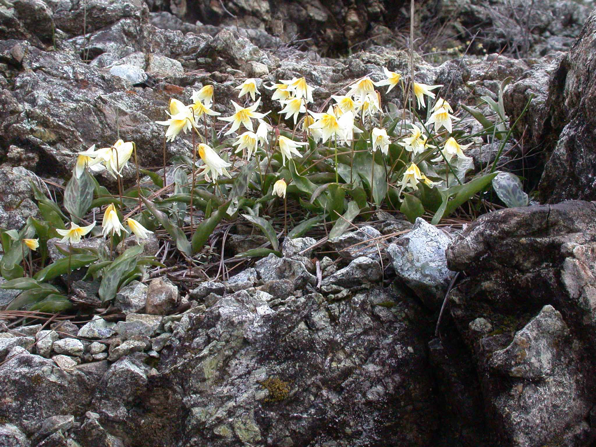 sierra-fawnlily-erythronium-multiscapoideum