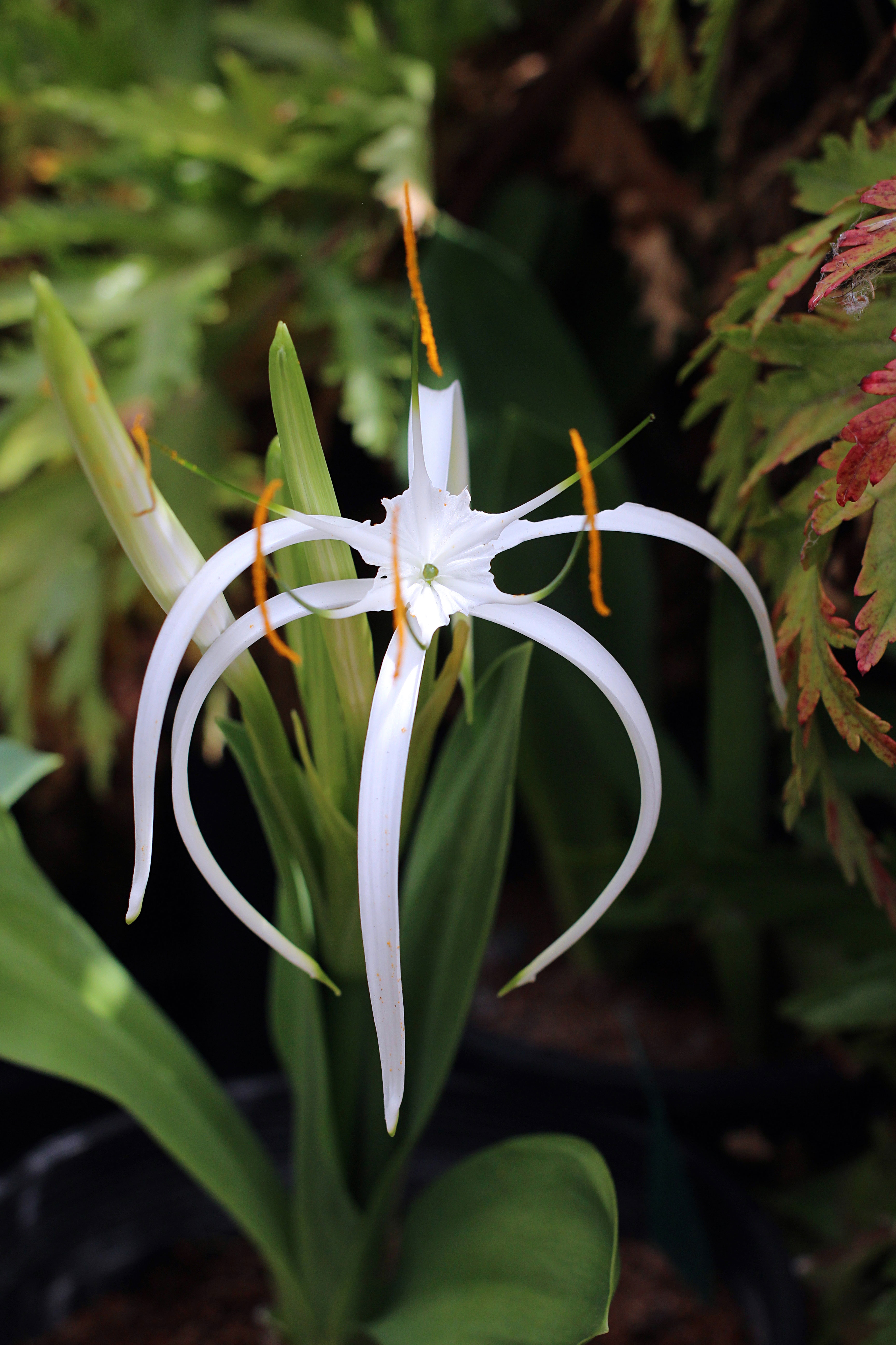 spider-lily-hymenocallis-harrisiana
