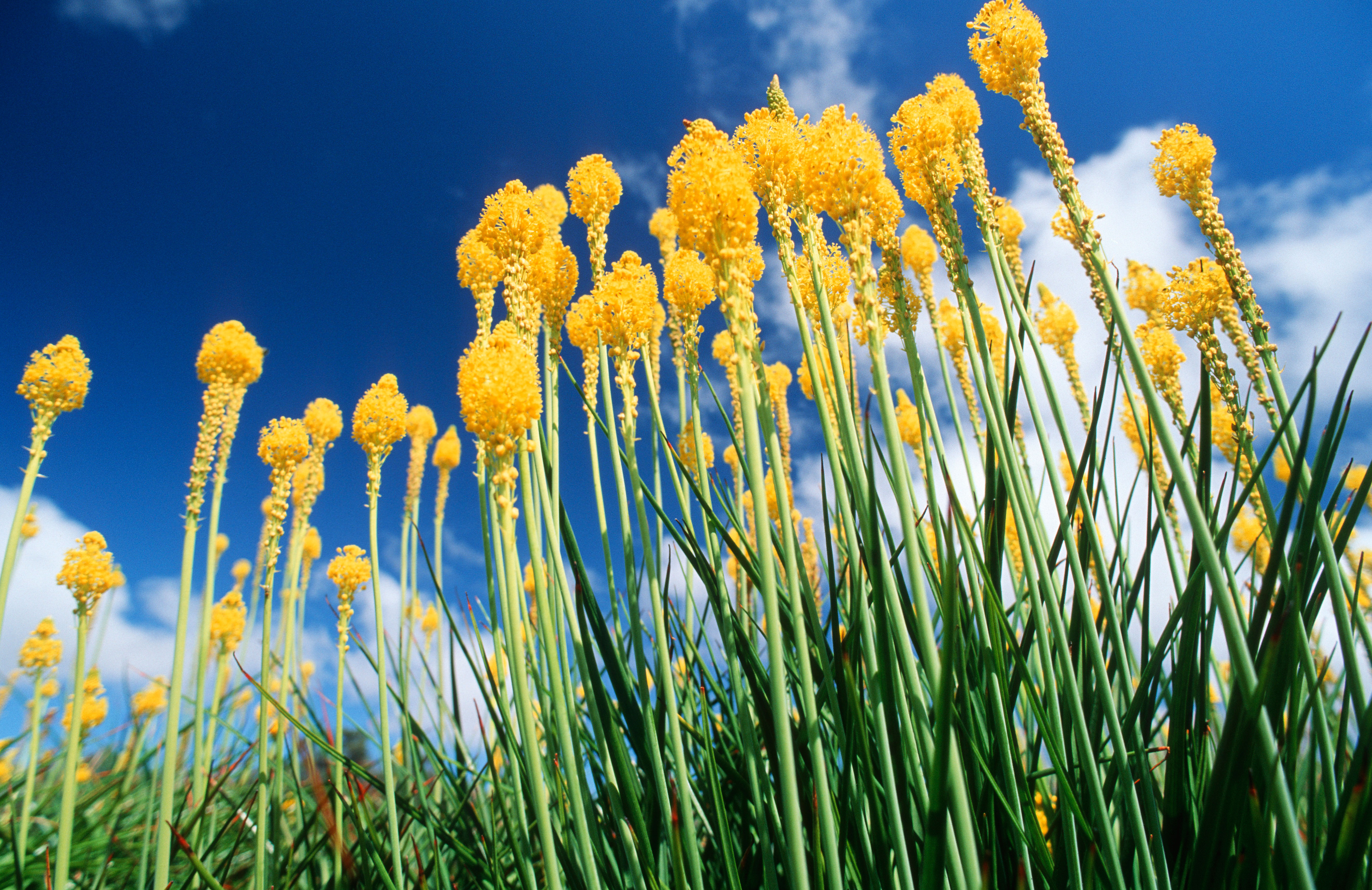 yellow-cats-tail-bulbinella-latifolia