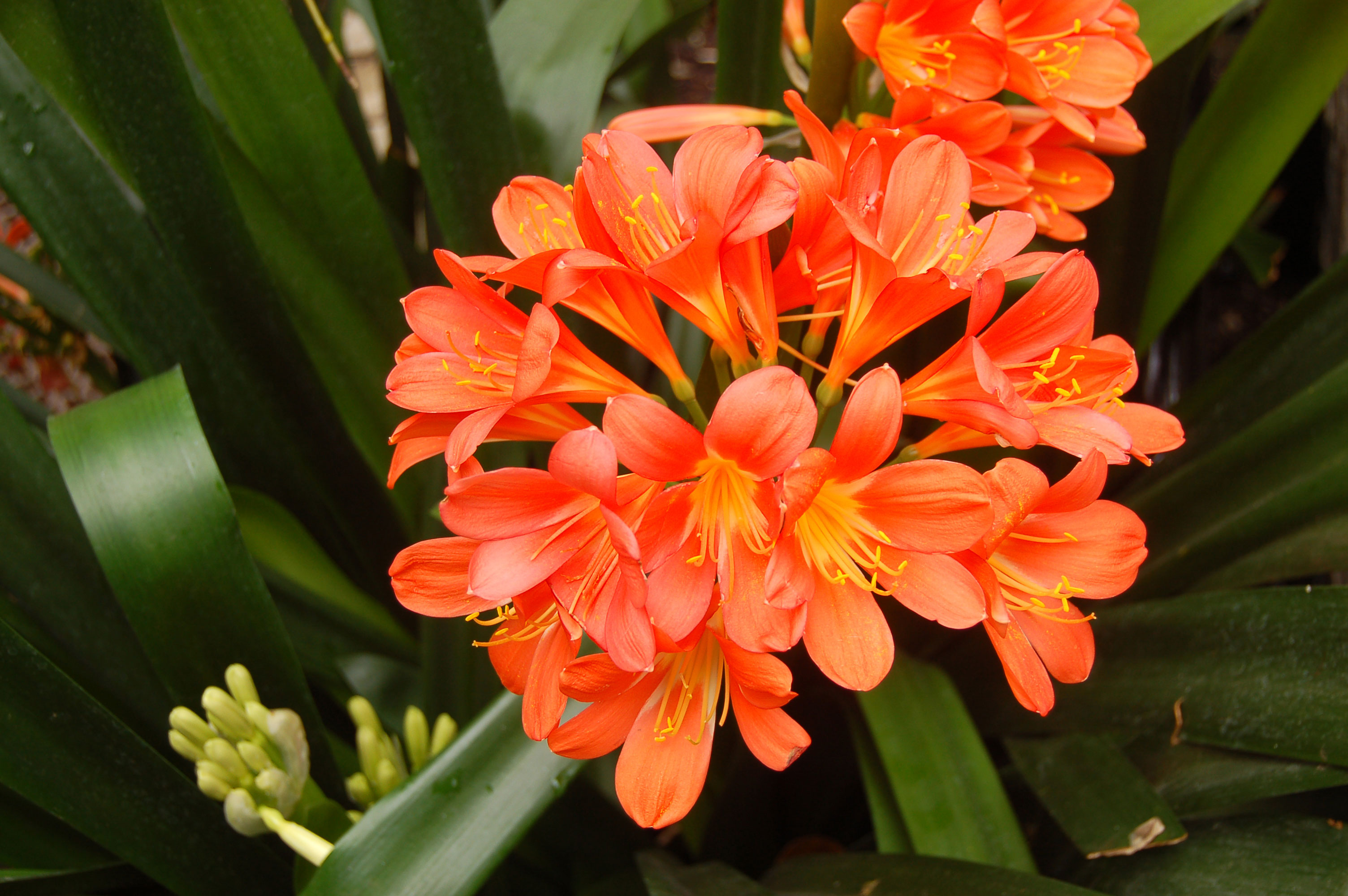 bush-lily-clivia-miniata