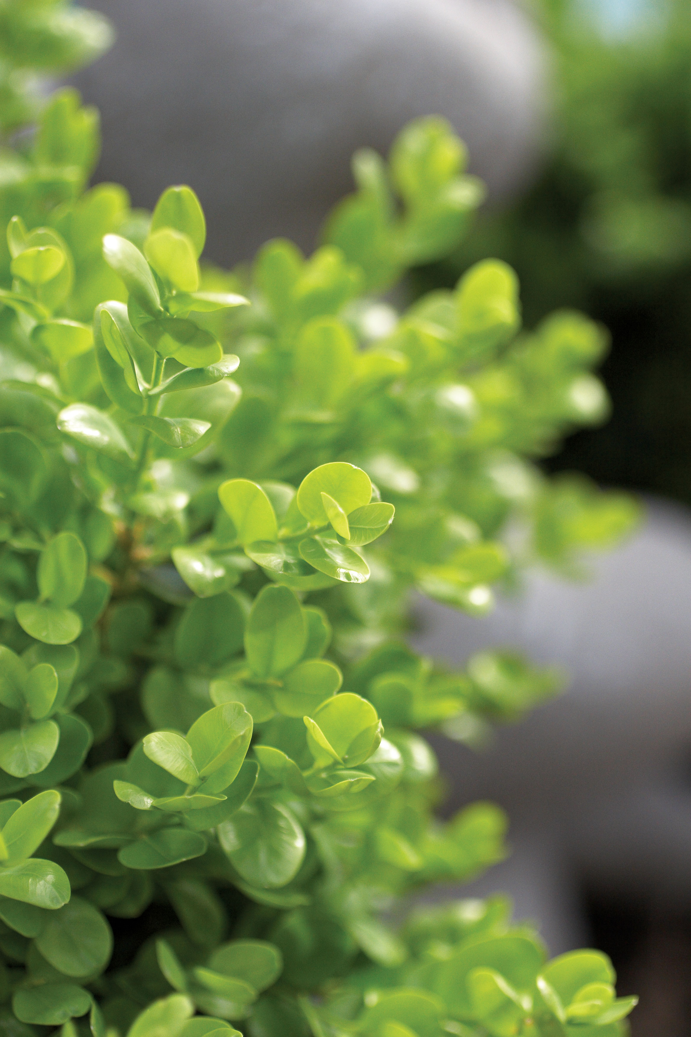 boxwood-buxus