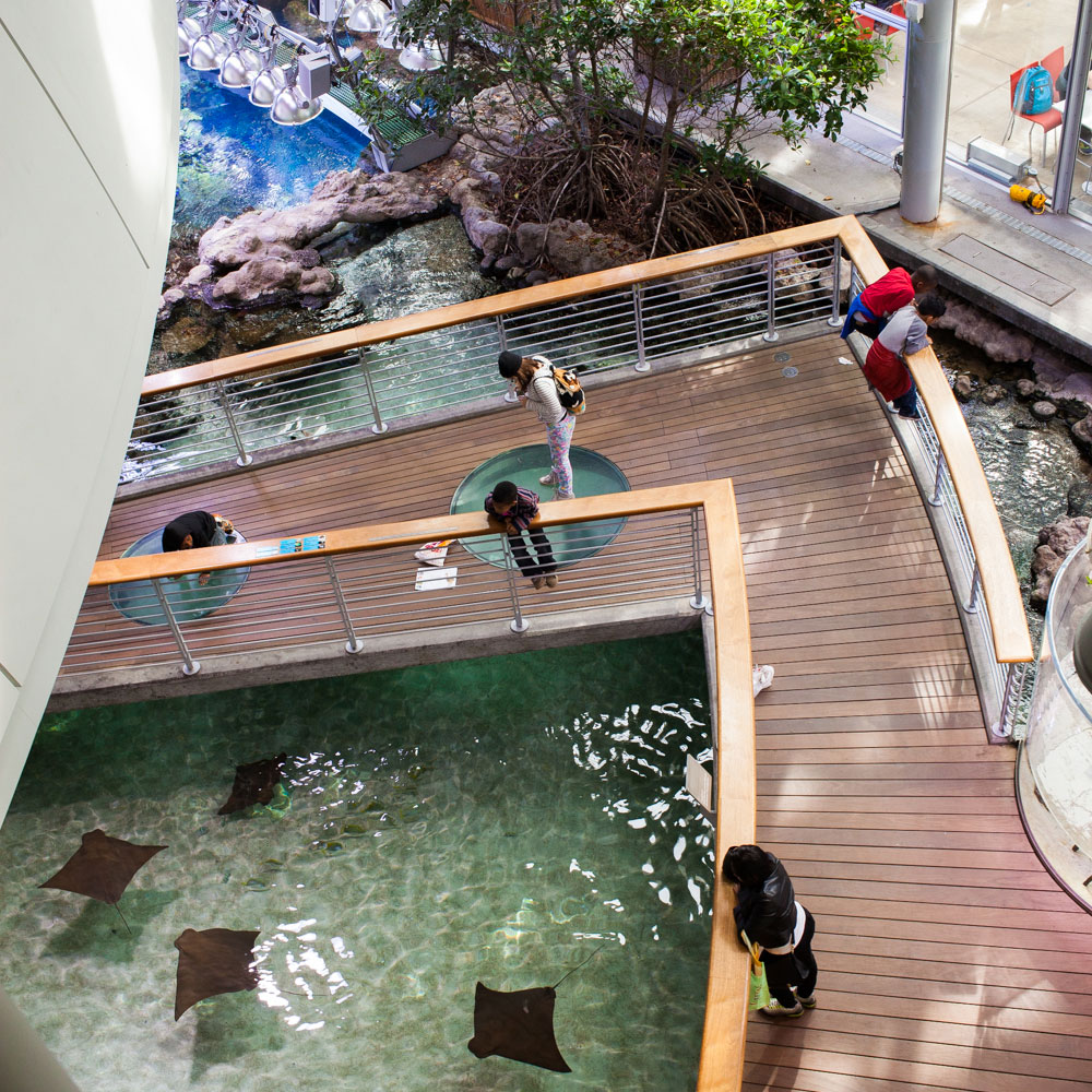 party-with-penguins-cal-academy-nightlife