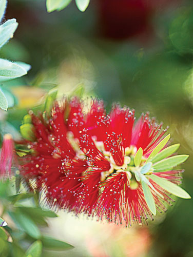 bottlebrush-callistemon