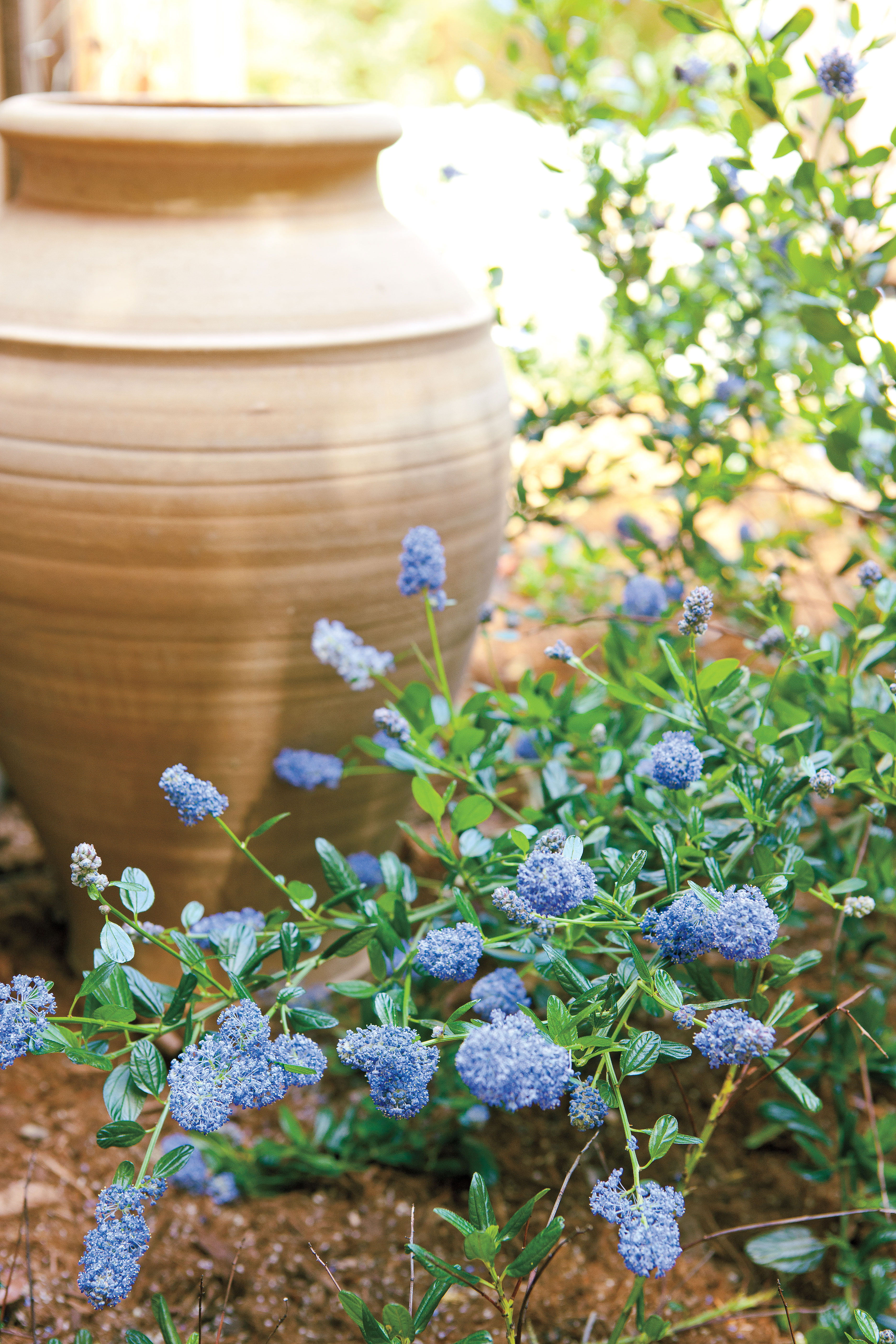 california-wild-lilac-ceanothus
