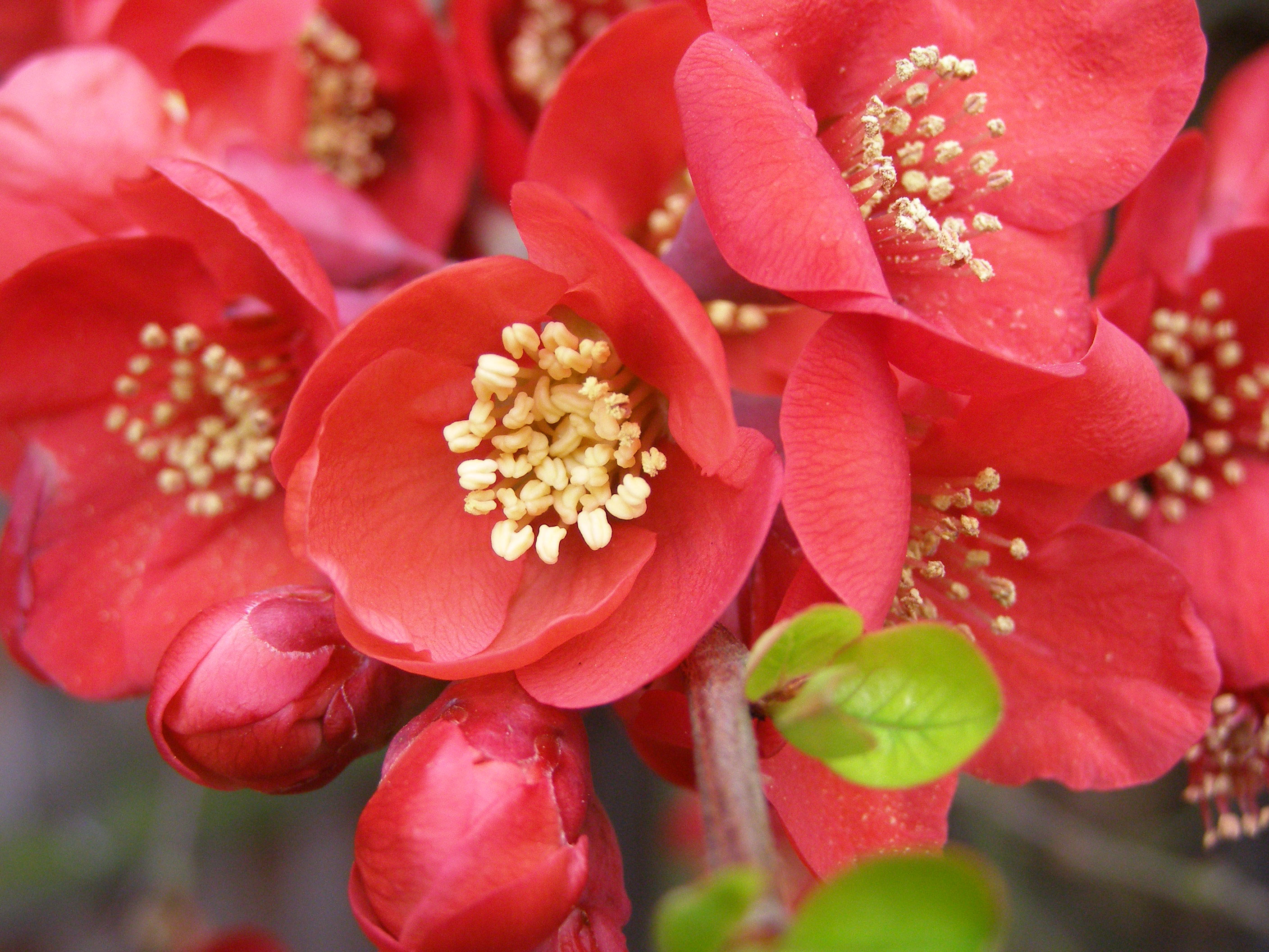 flowering-quince-chaenomeles
