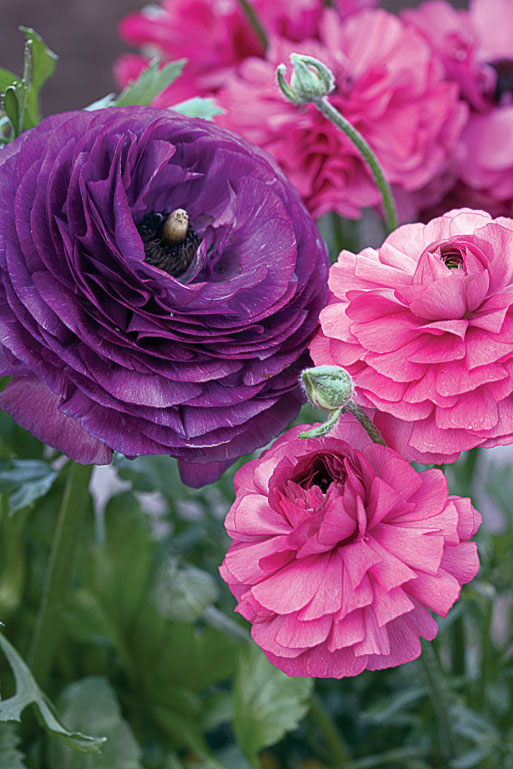 for-the-passionate-flower-gardener