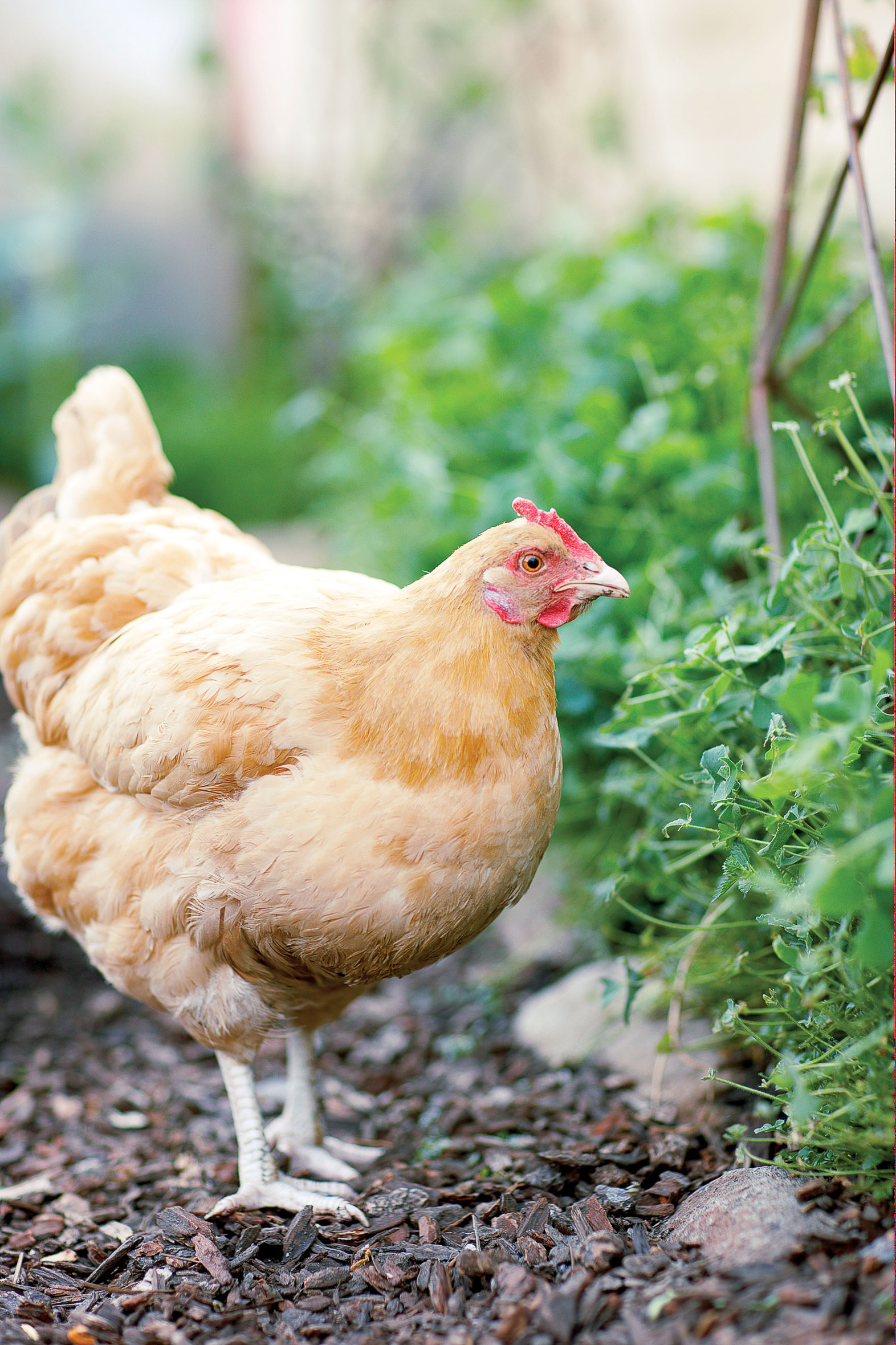 for-the-budding-homesteader