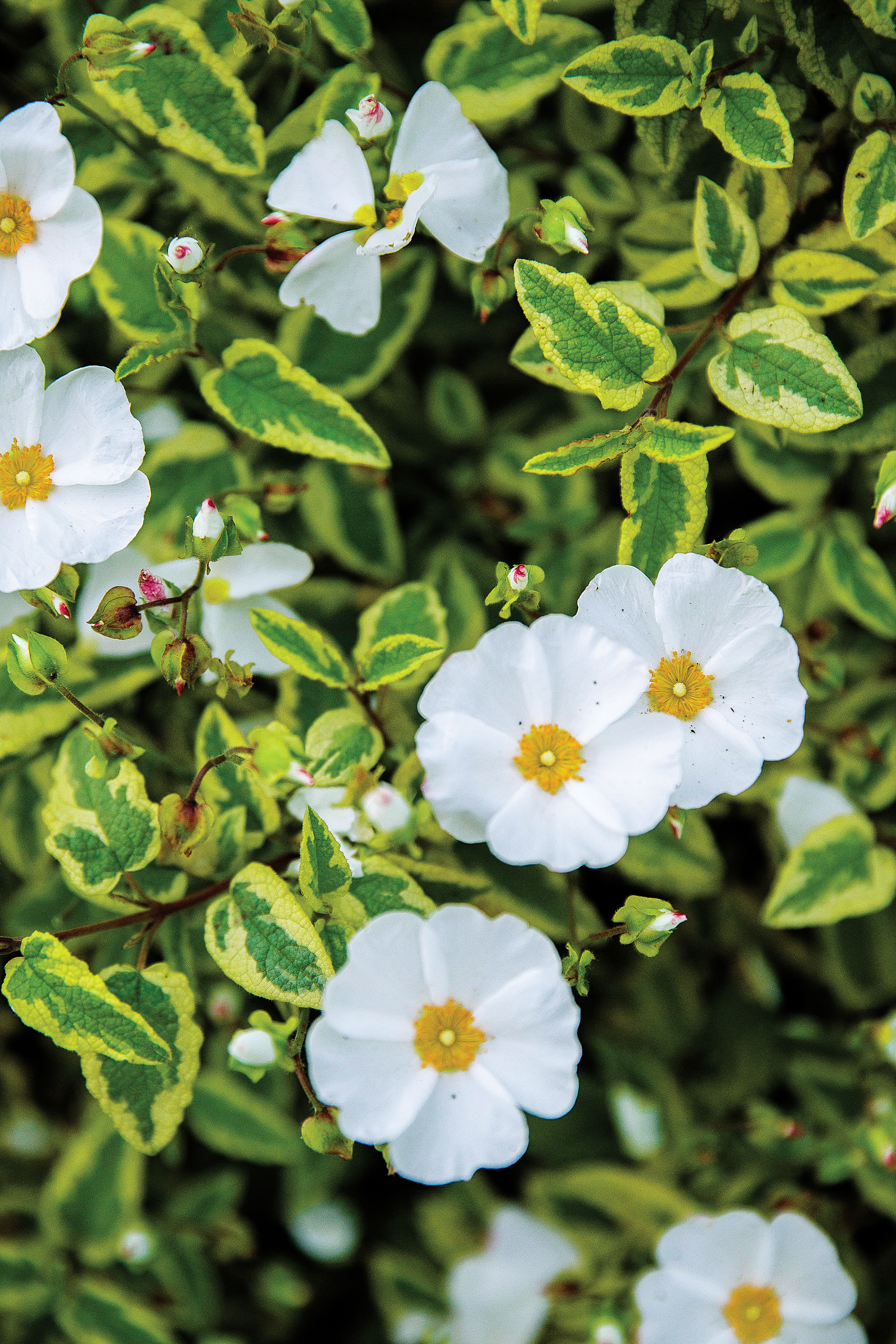 rockrose-cistus
