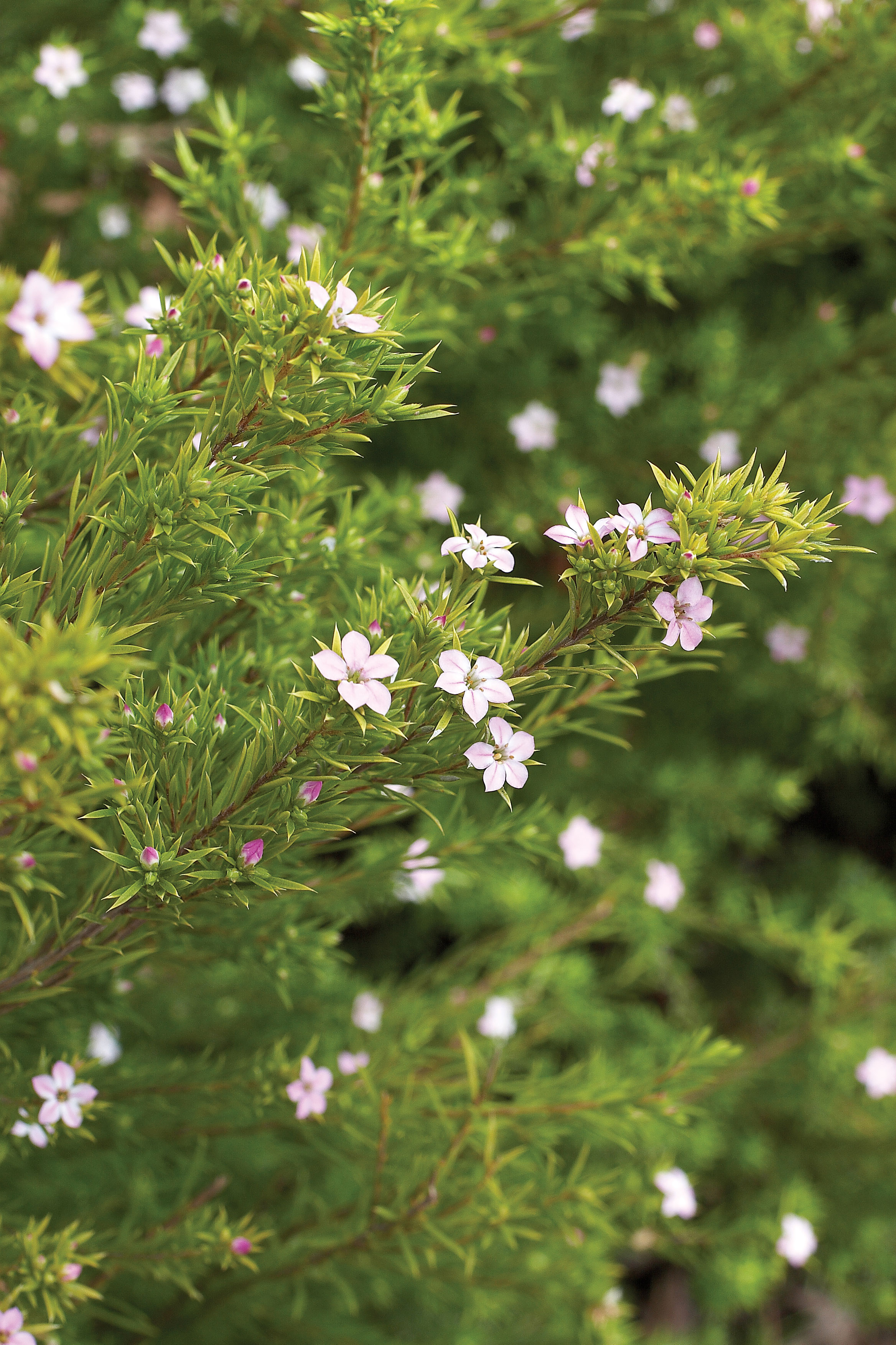 breath-of-heaven-coleonema