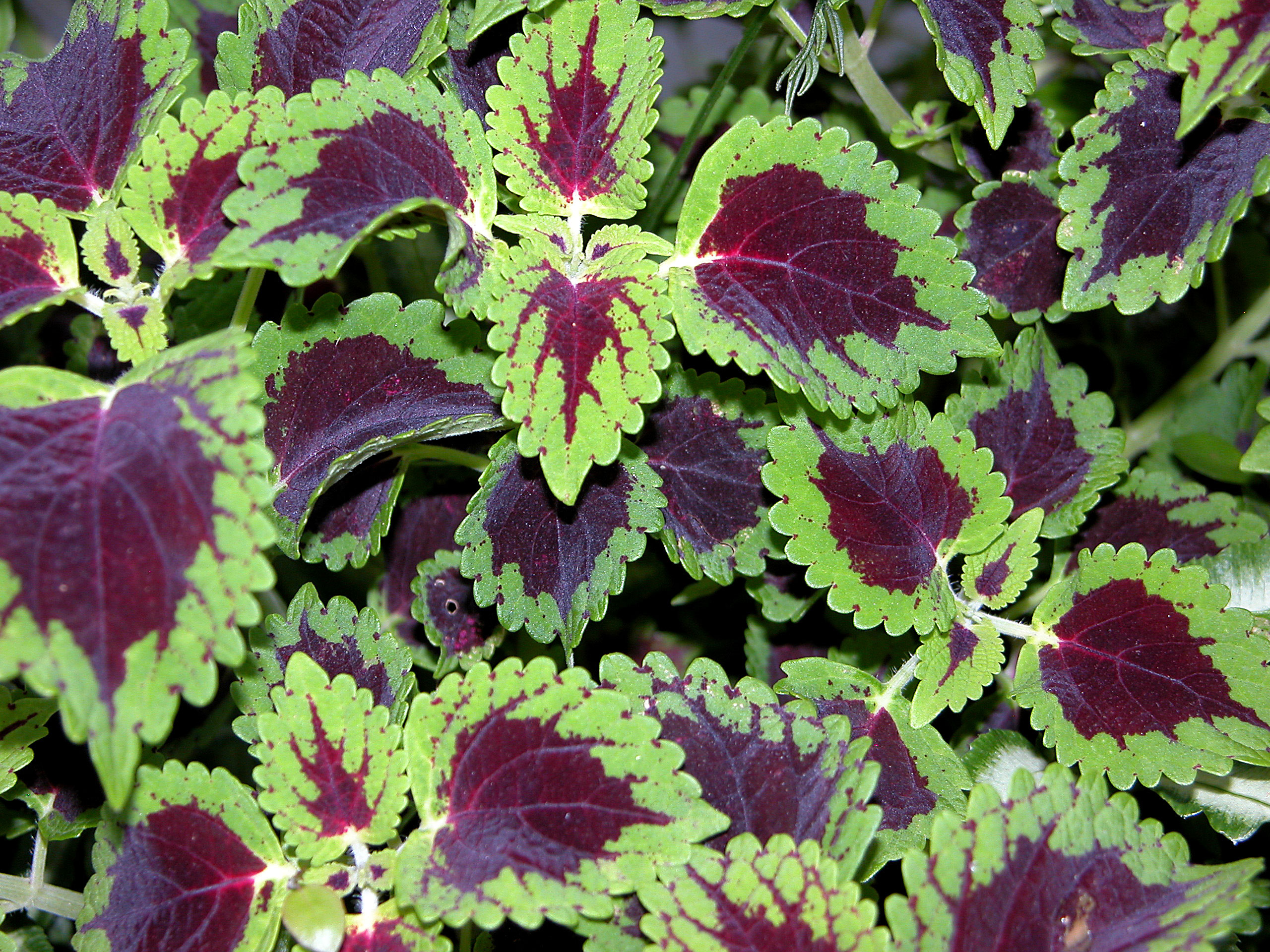 Plant some of these beauties for great garden color, even in shade