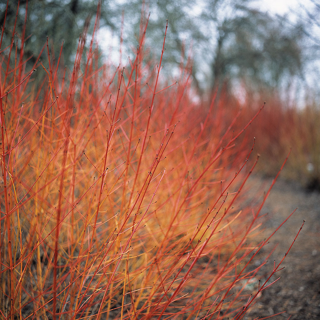 bloodtwig-dogwood-cornus-midwinter-fire