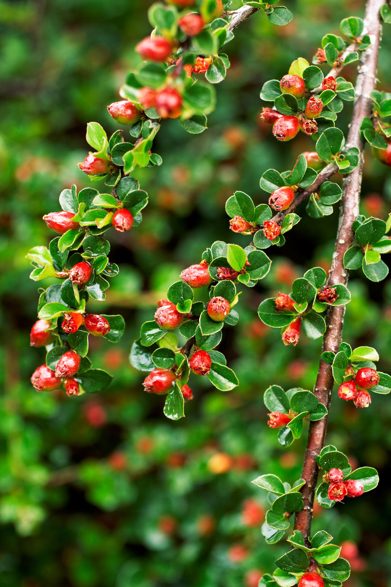 cotoneaster