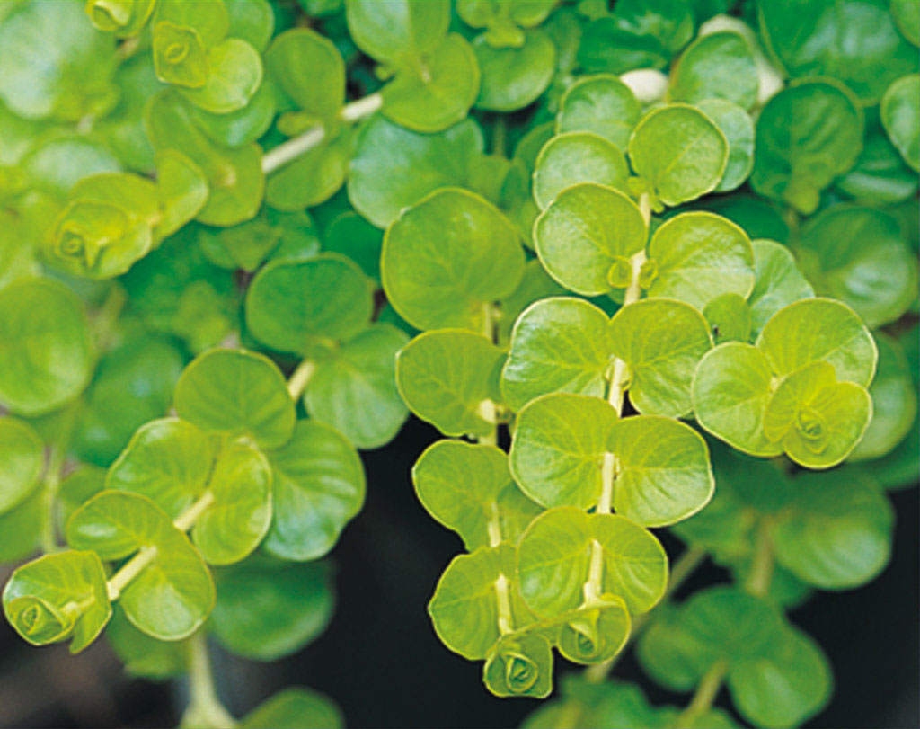 Your Guide to Creeping Jenny, Everyone’s Favorite Shiny Golden Ground Cover