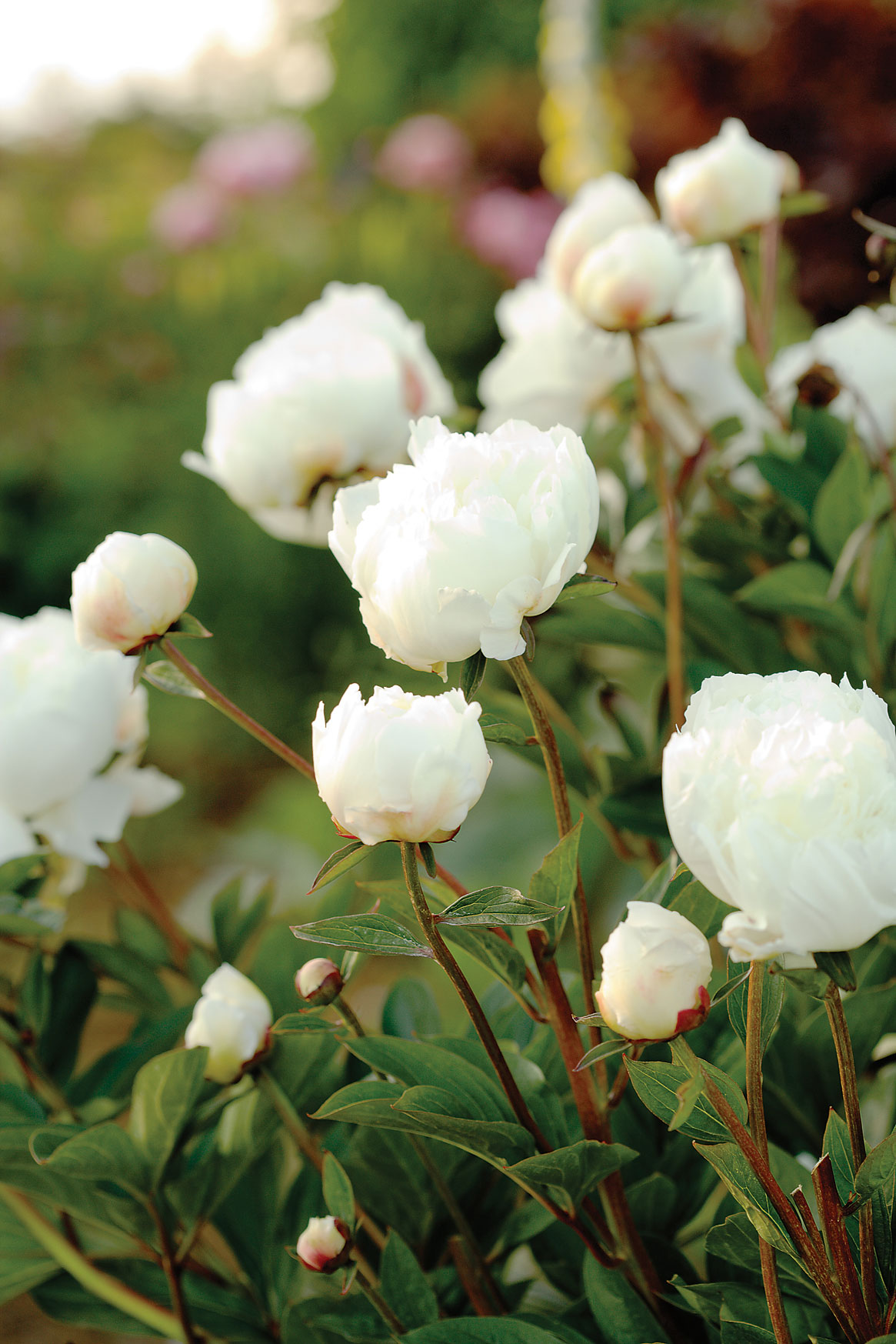 Grow a Great Cutting Garden