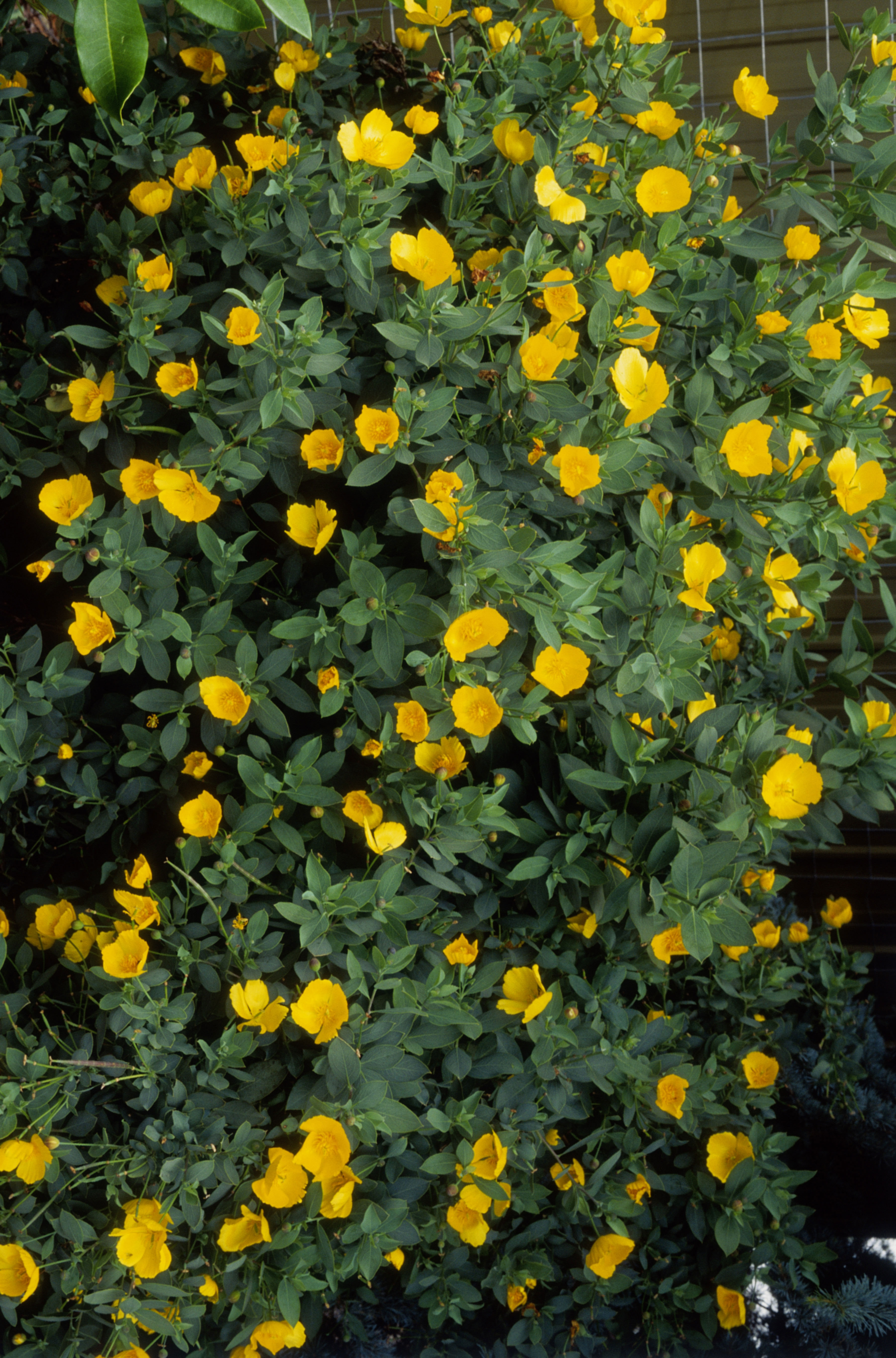 bush-poppy-dendromecon-harfordii