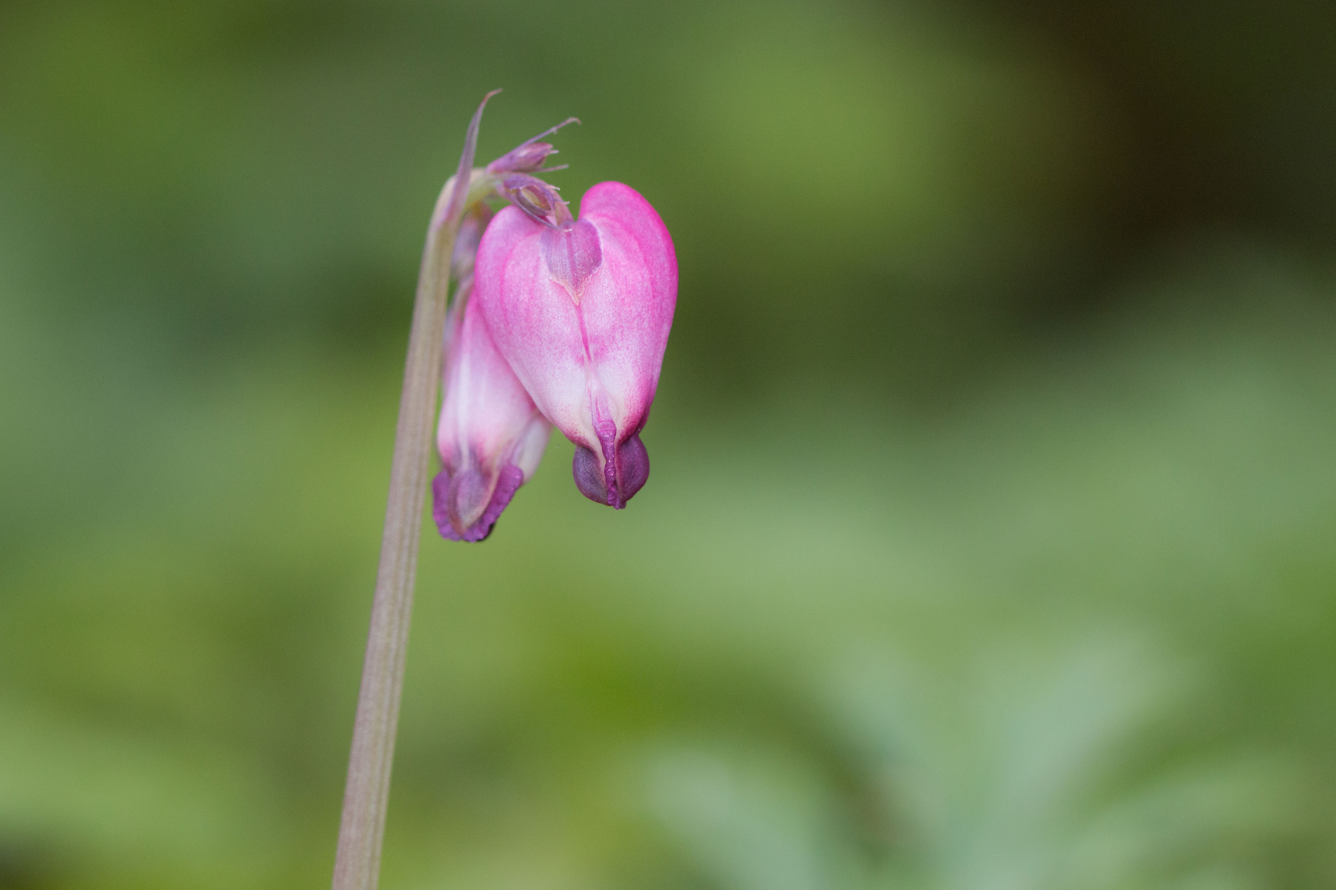 western-bleeding-heart-dicentra-formosa