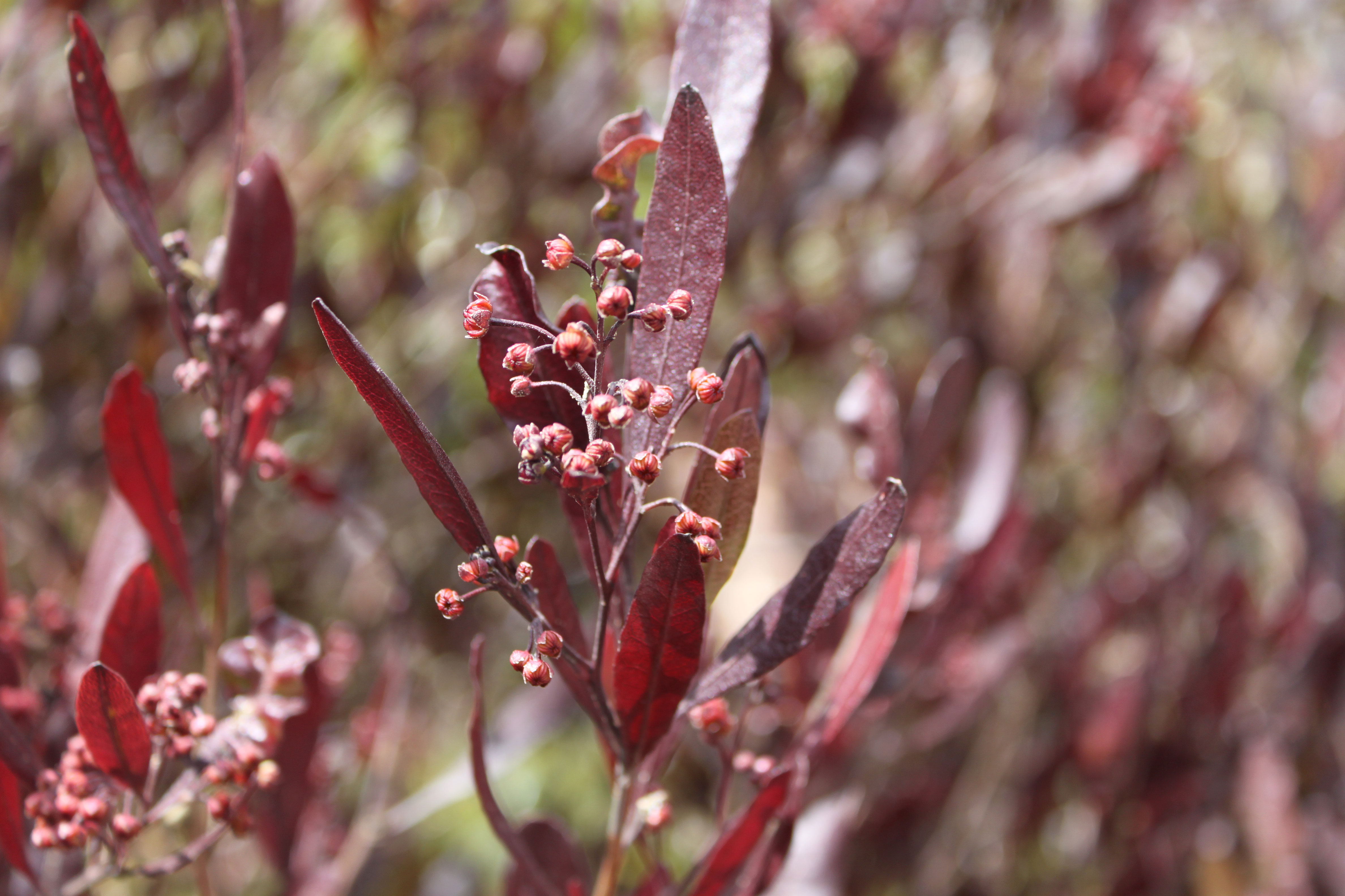 hop-bush-dodonaea-viscosa