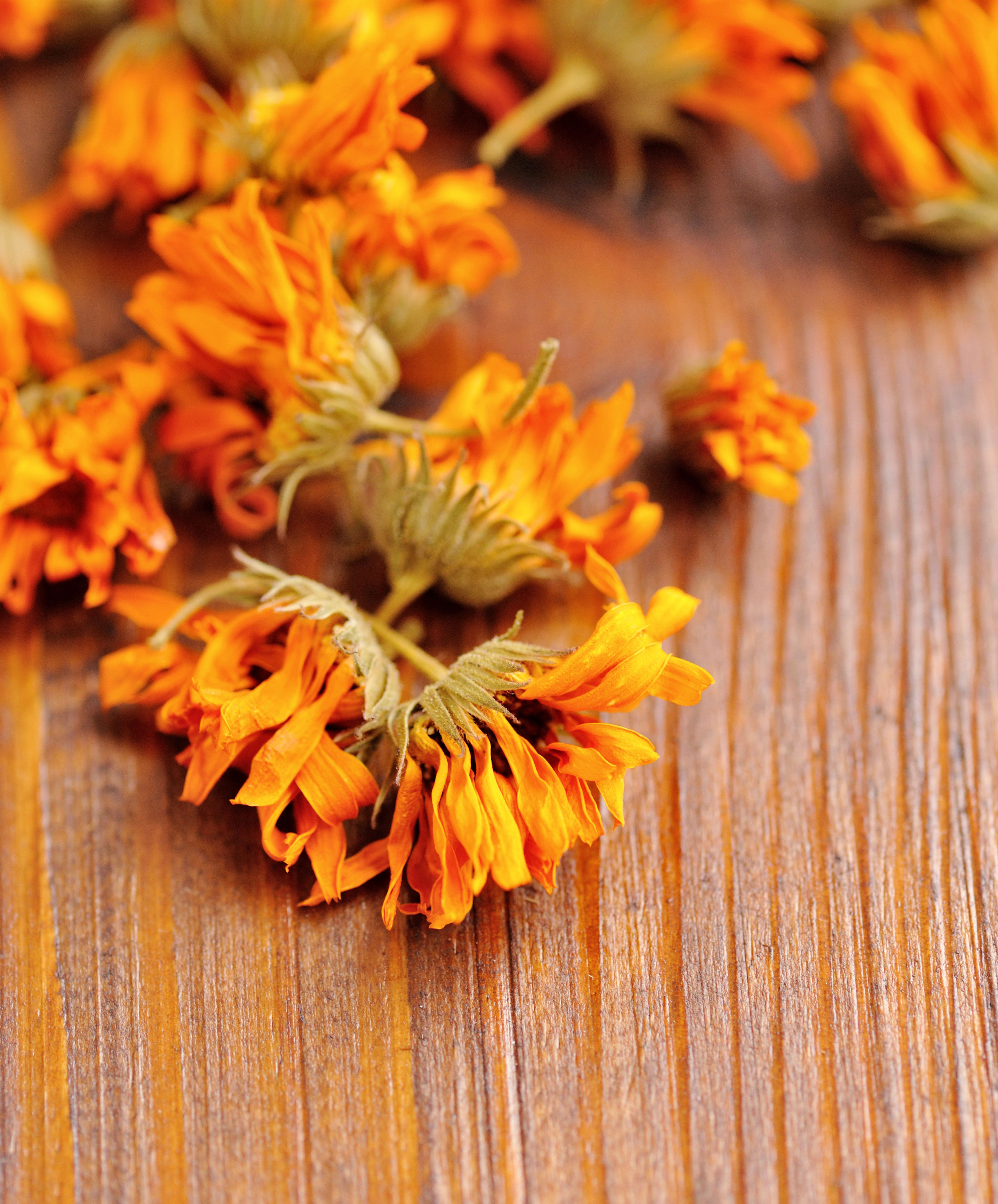 calendula