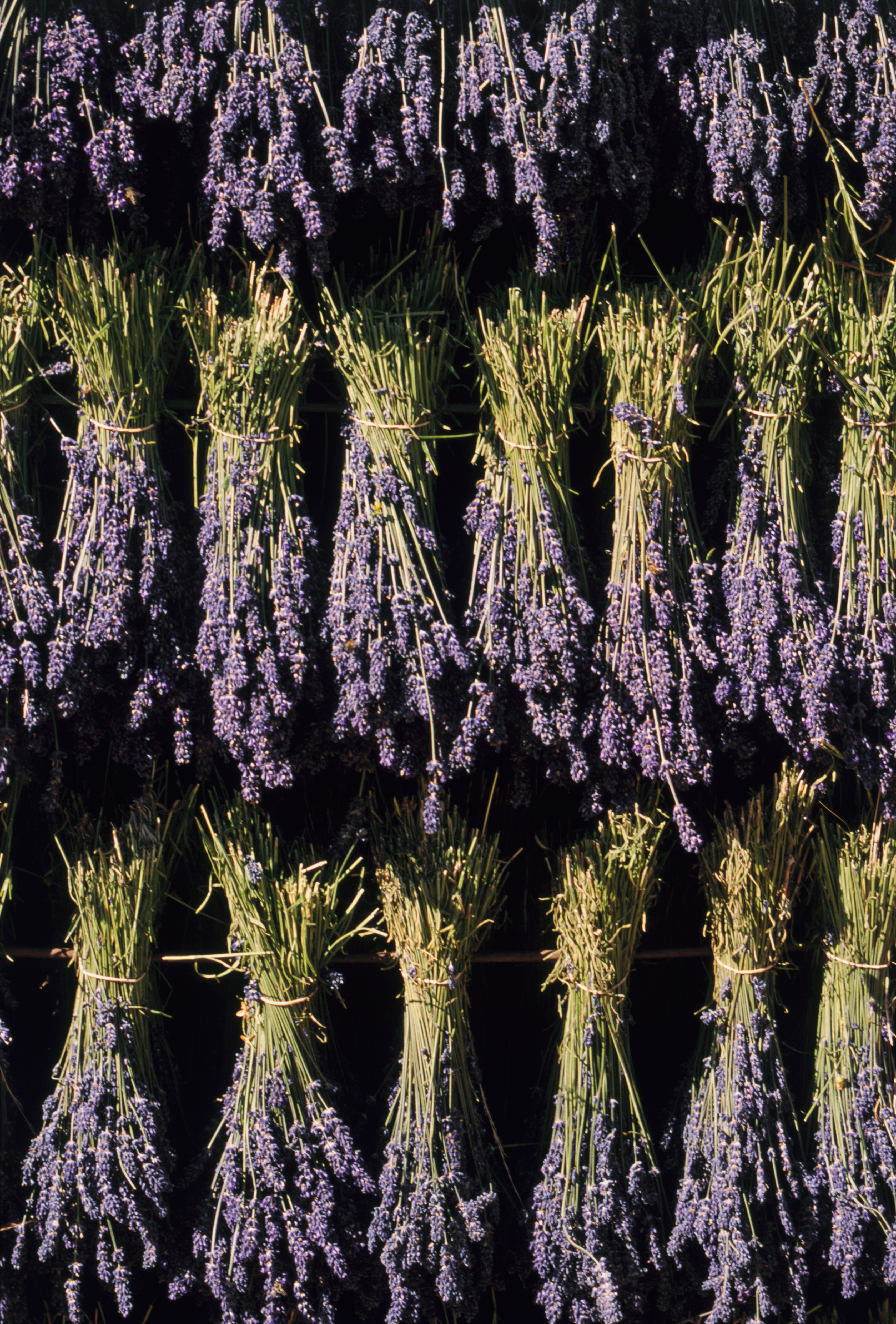 Cooking with Lavender - Pelindaba Lavender - Lavender Products and