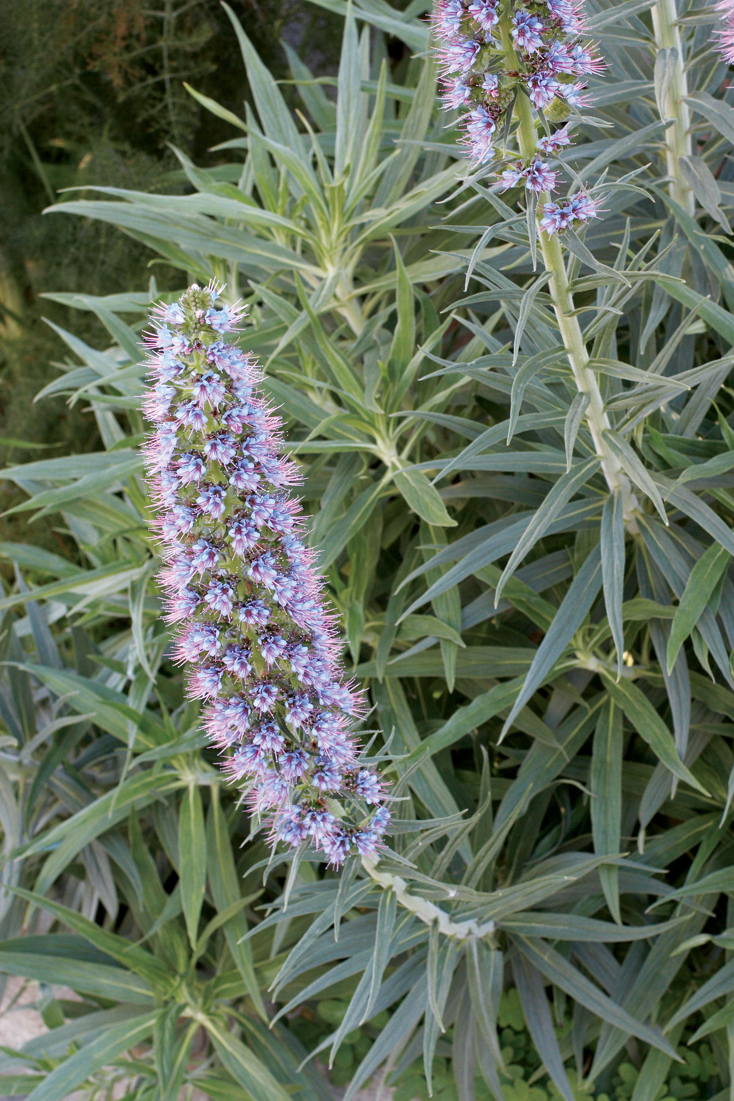 pride-of-madeira-echium-candicans